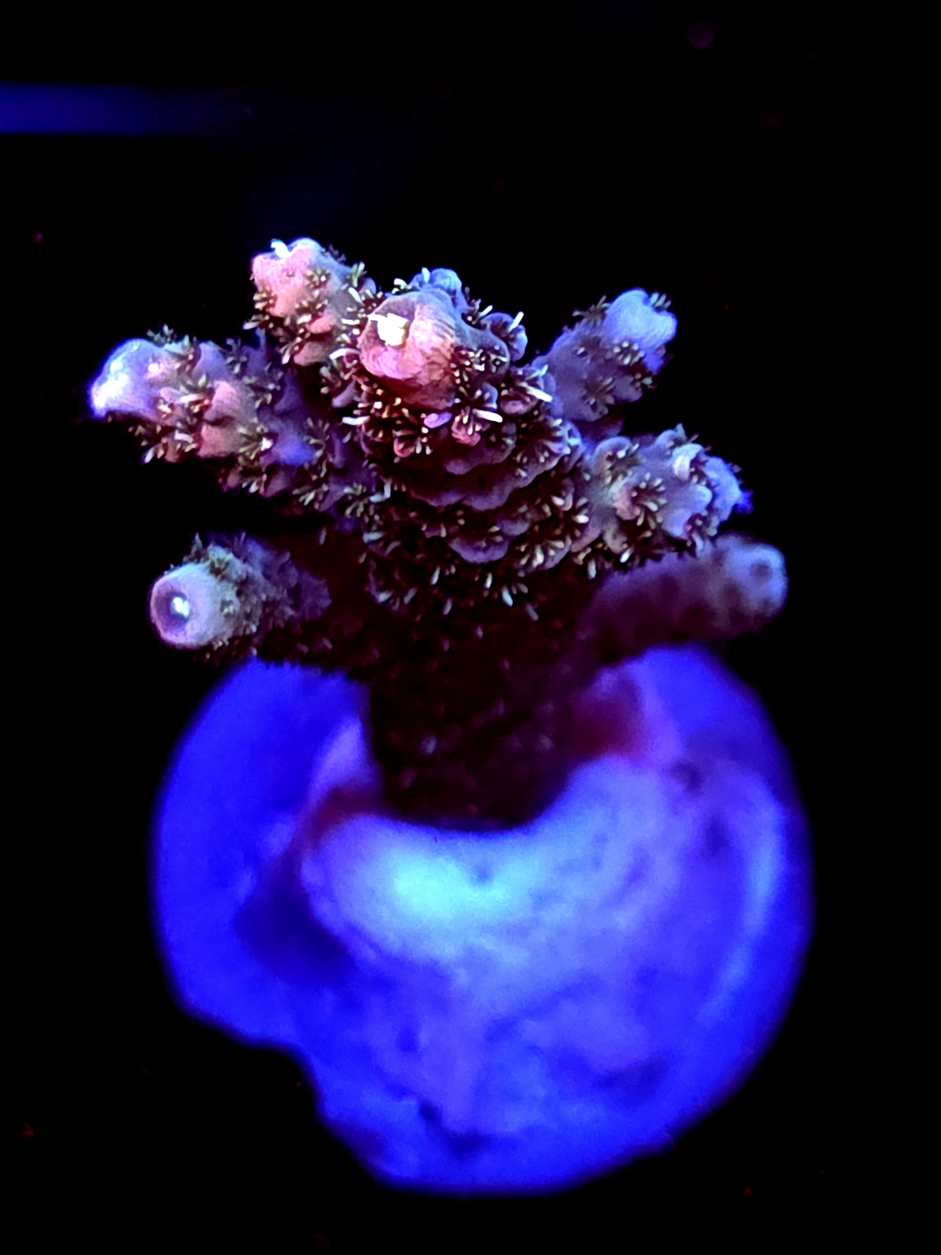 SBB "Kelp Shard" Acro Medium Branch