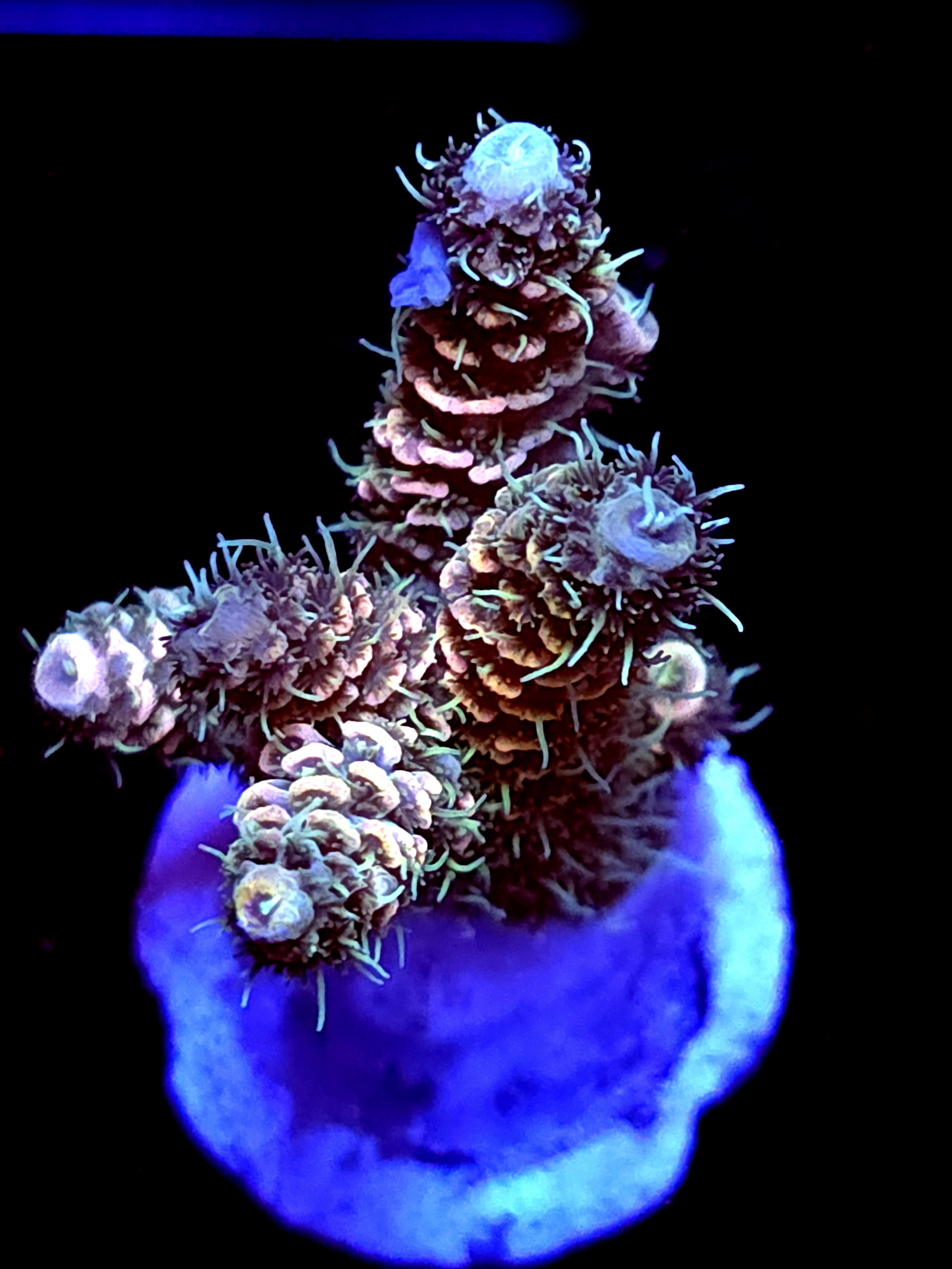 SBB "Marine Glow" Acro Medium Multibranch