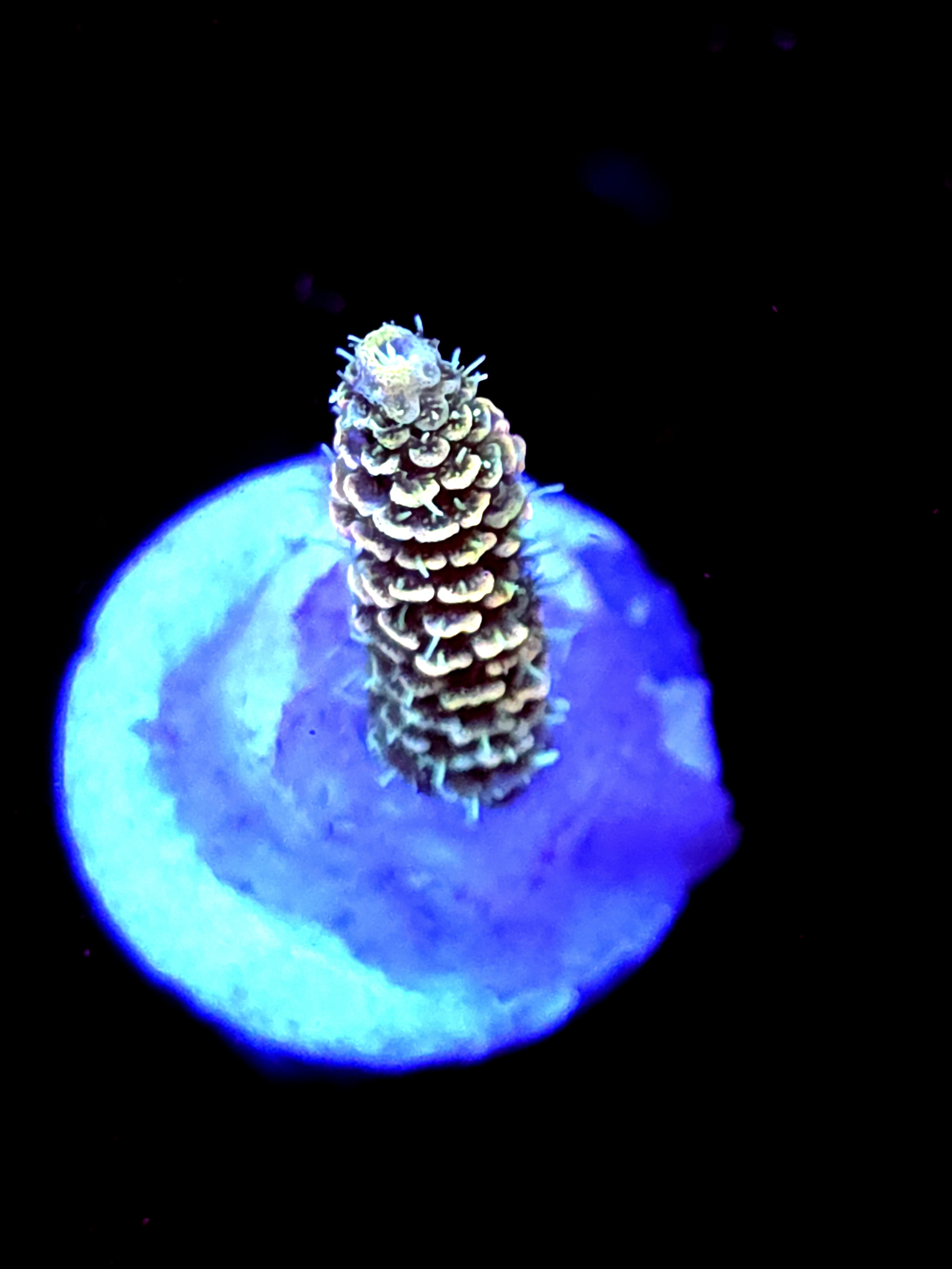 SBB "Marine Glow" Acro Small Branch