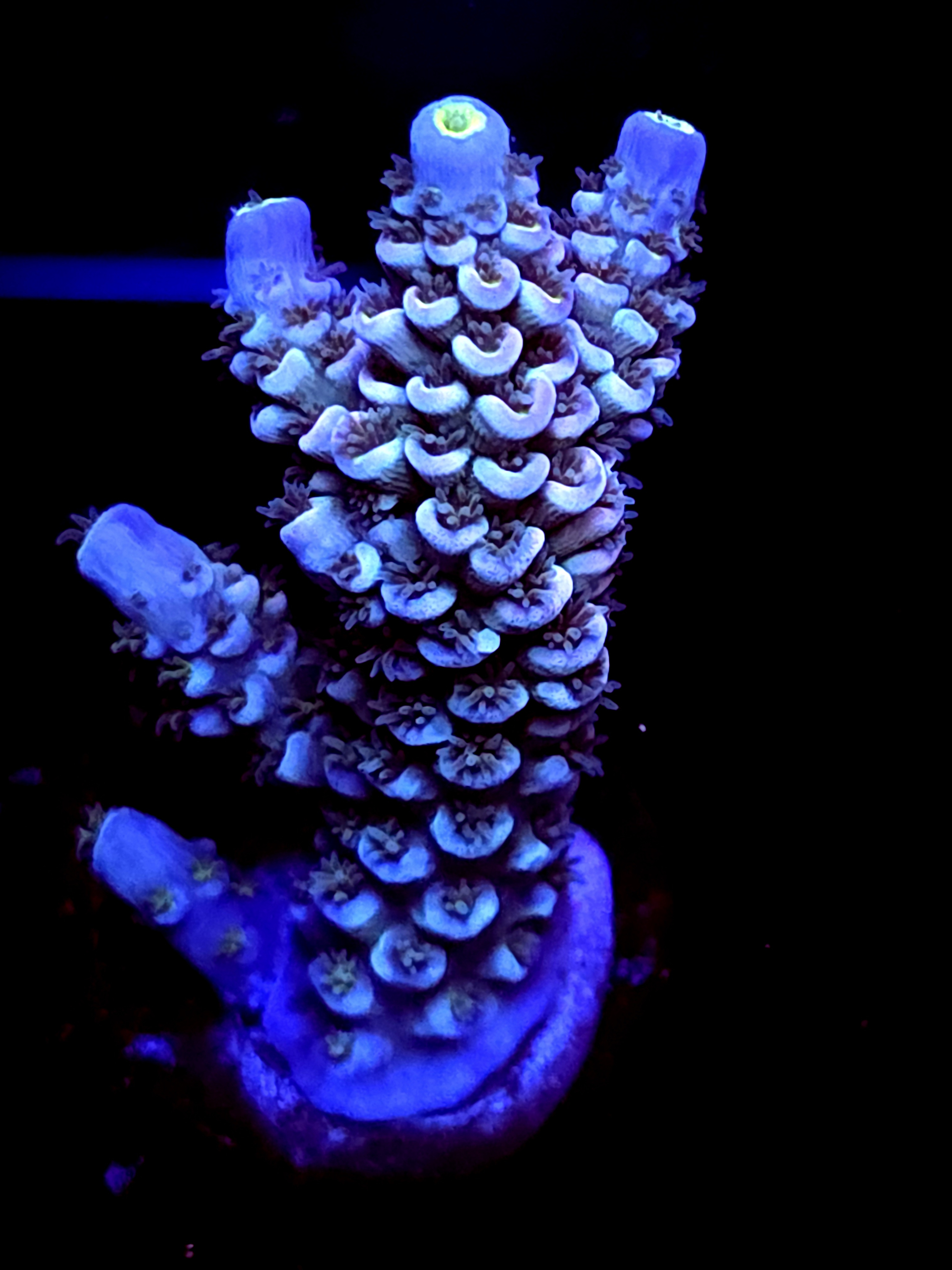 SBB "kaos Moon" Acro Medium Multibranch