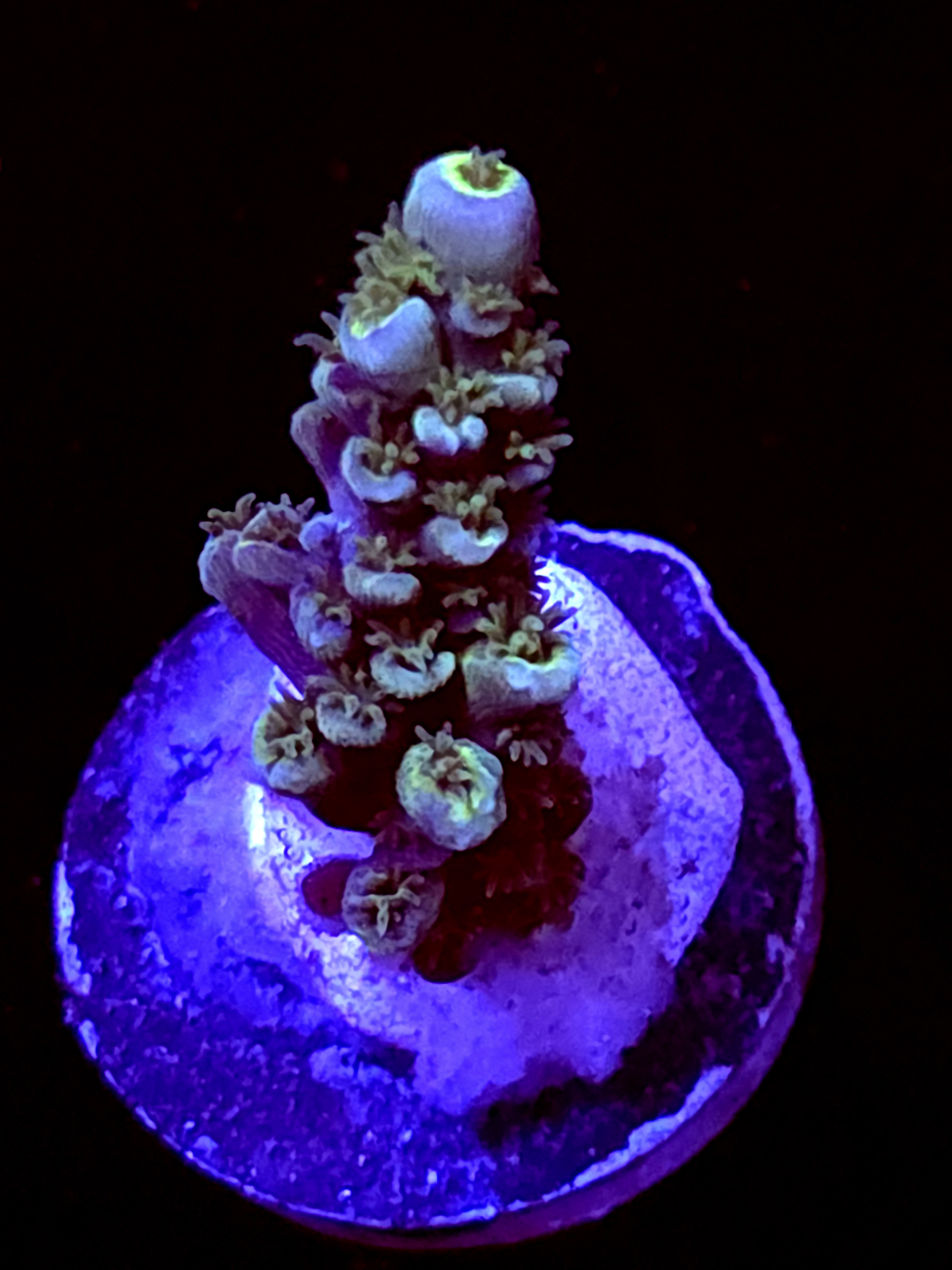 SBB "Viral Surge" Acro Small