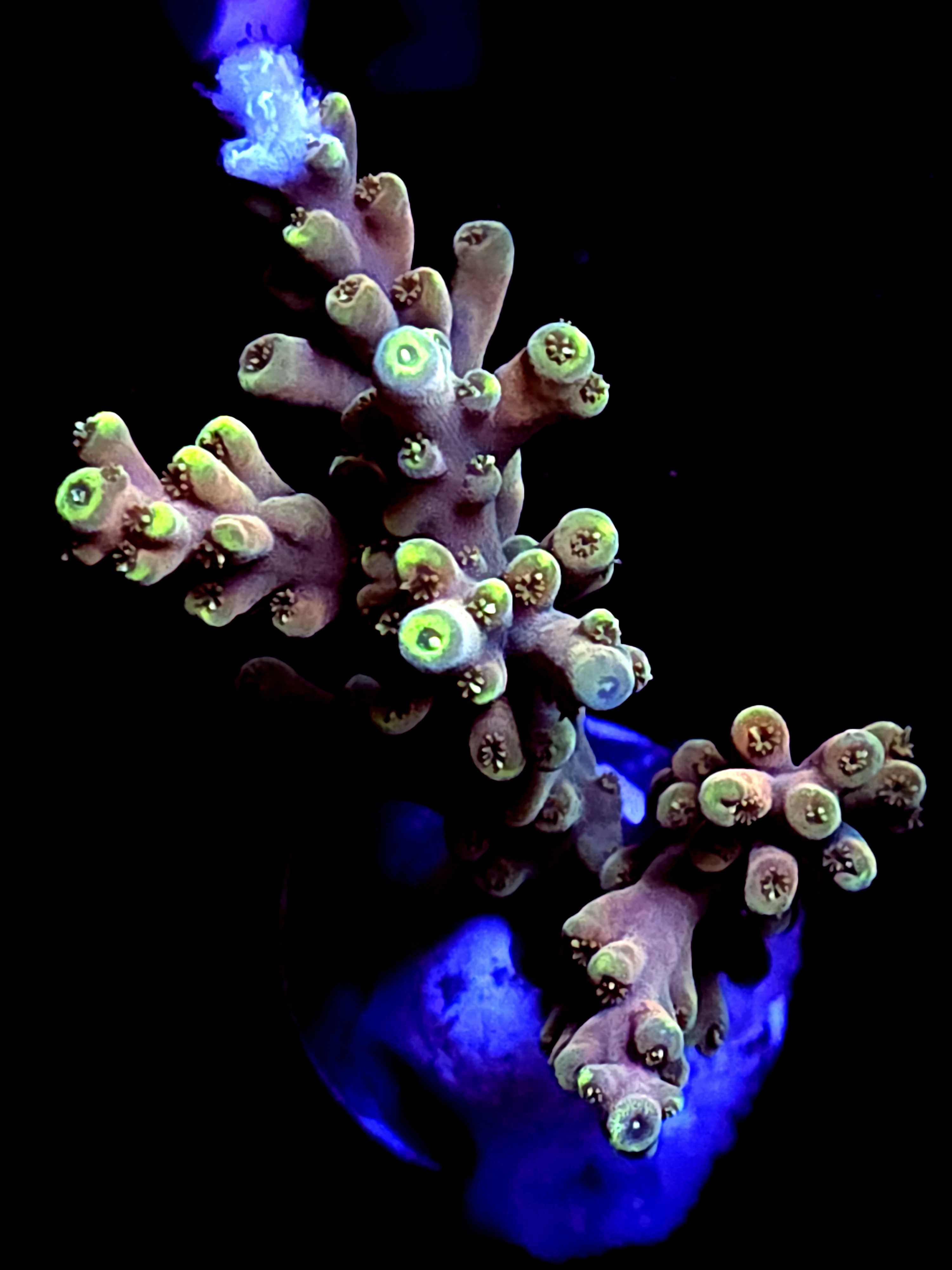 SBB "Mystery Signature" Acro Large Multibranch