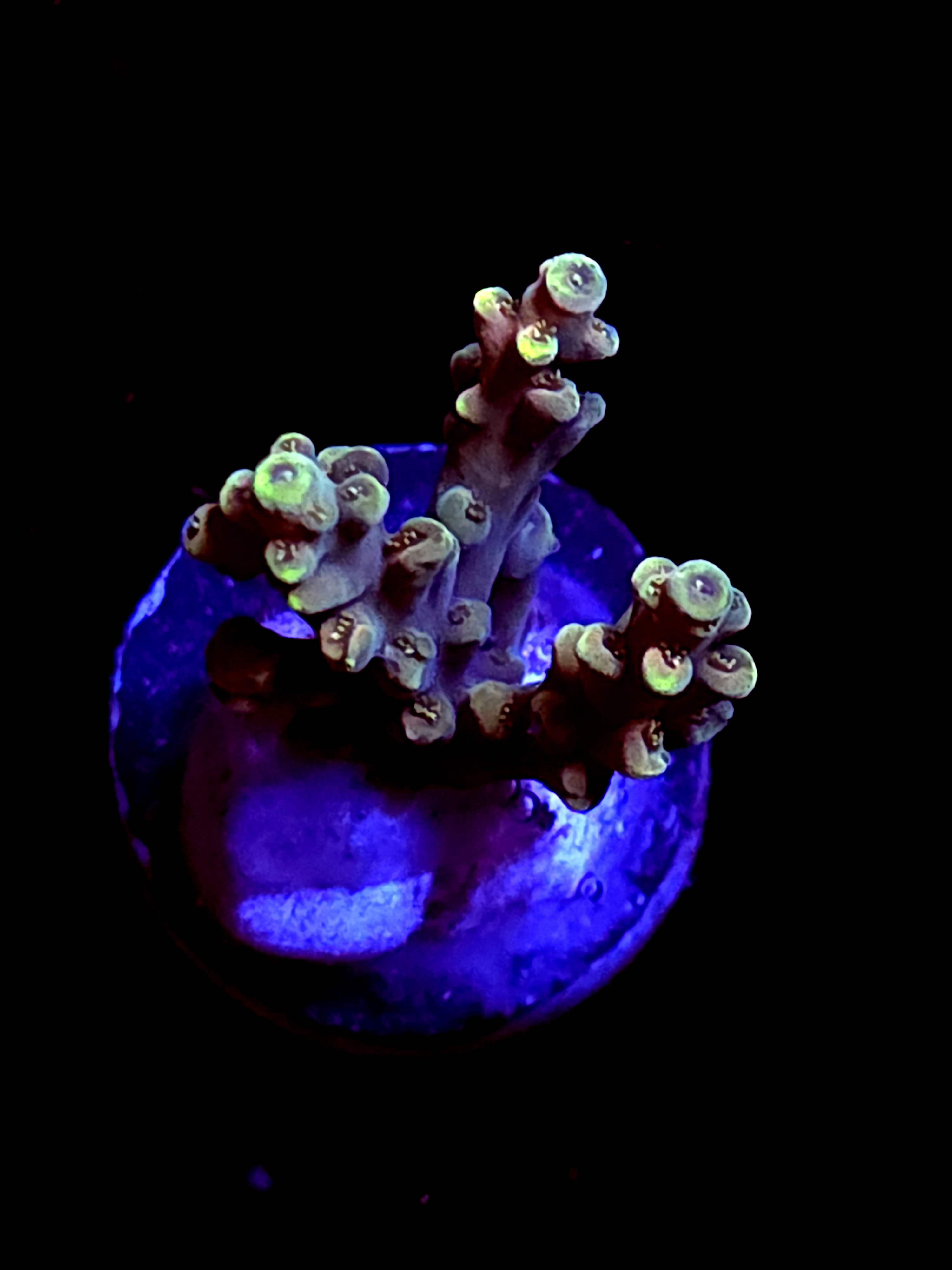 SBB "Gummy Reactor" Acro Small 3 Branch