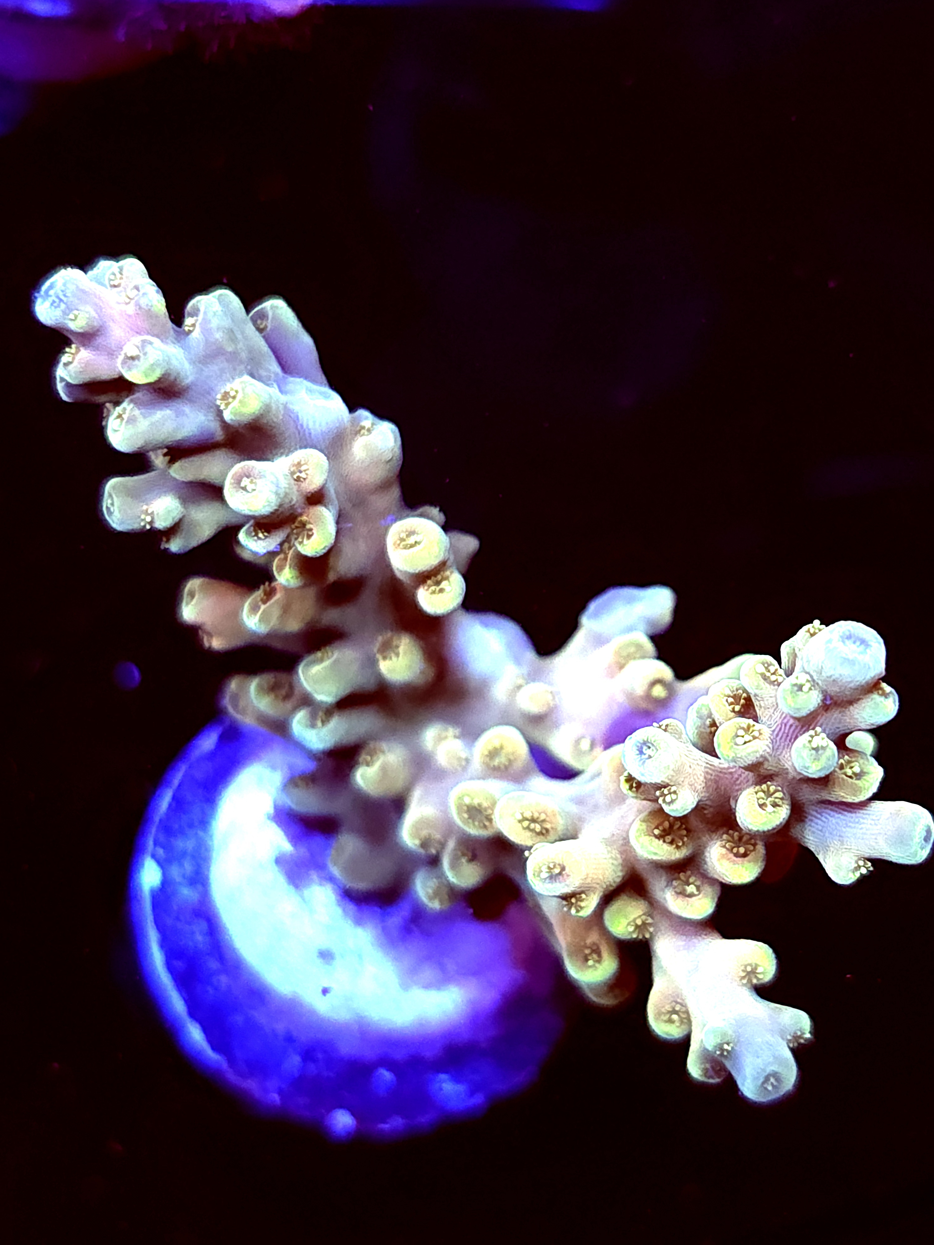 SBB "Mystery Signature" Acro Large 2 Branch