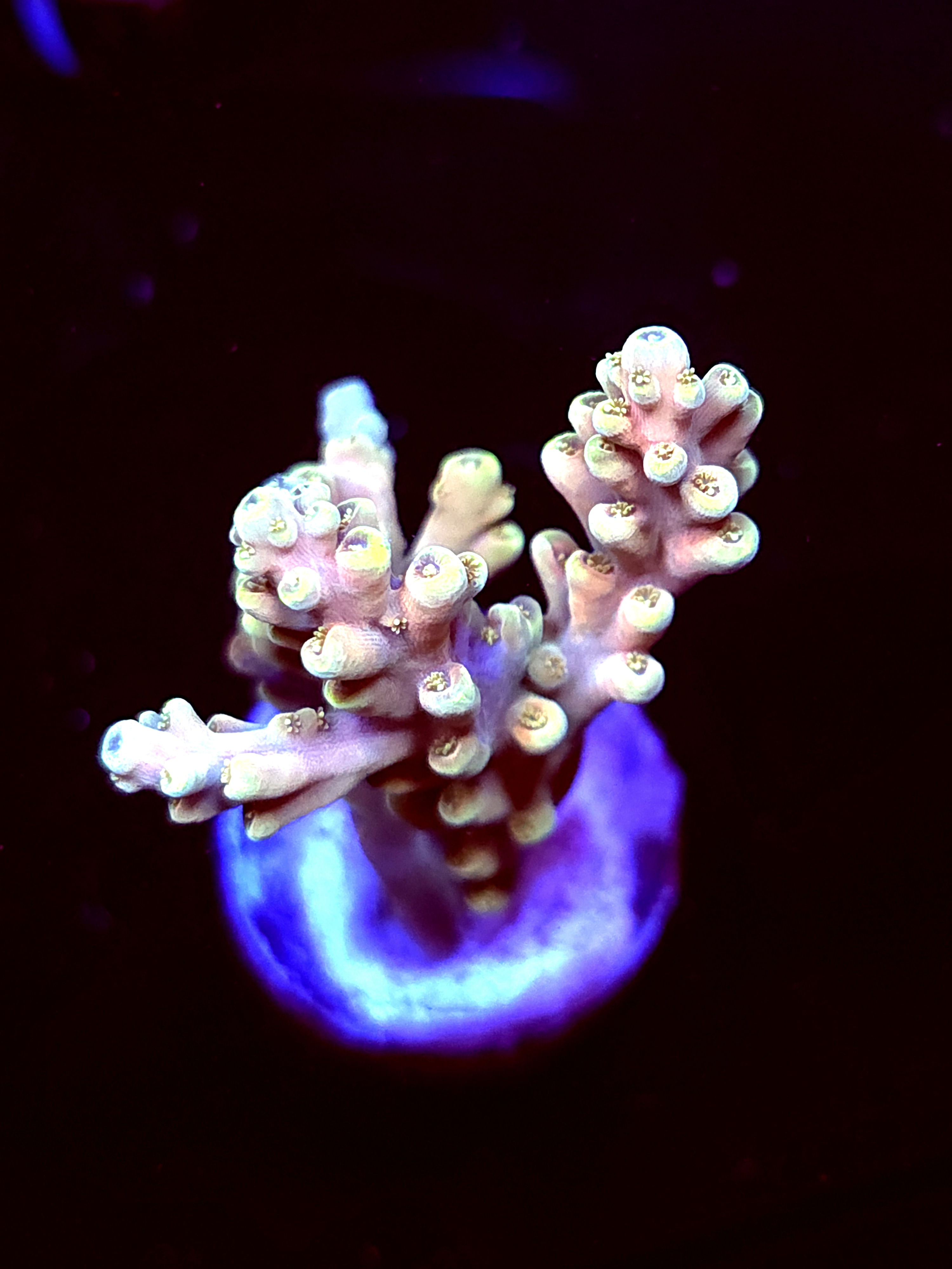 SBB "Mystery Signature" Acro Medium 3 Branch