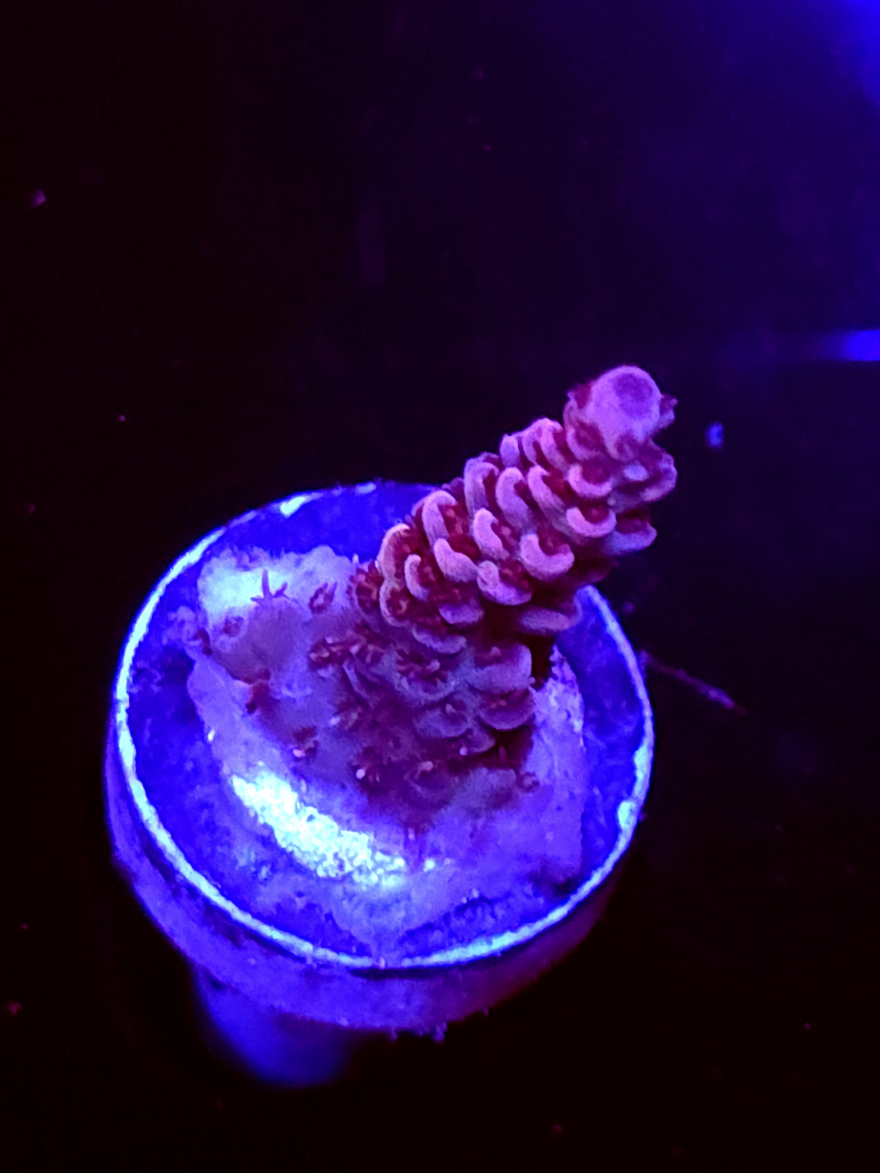 SBB "Mystery Signature" Acro Small