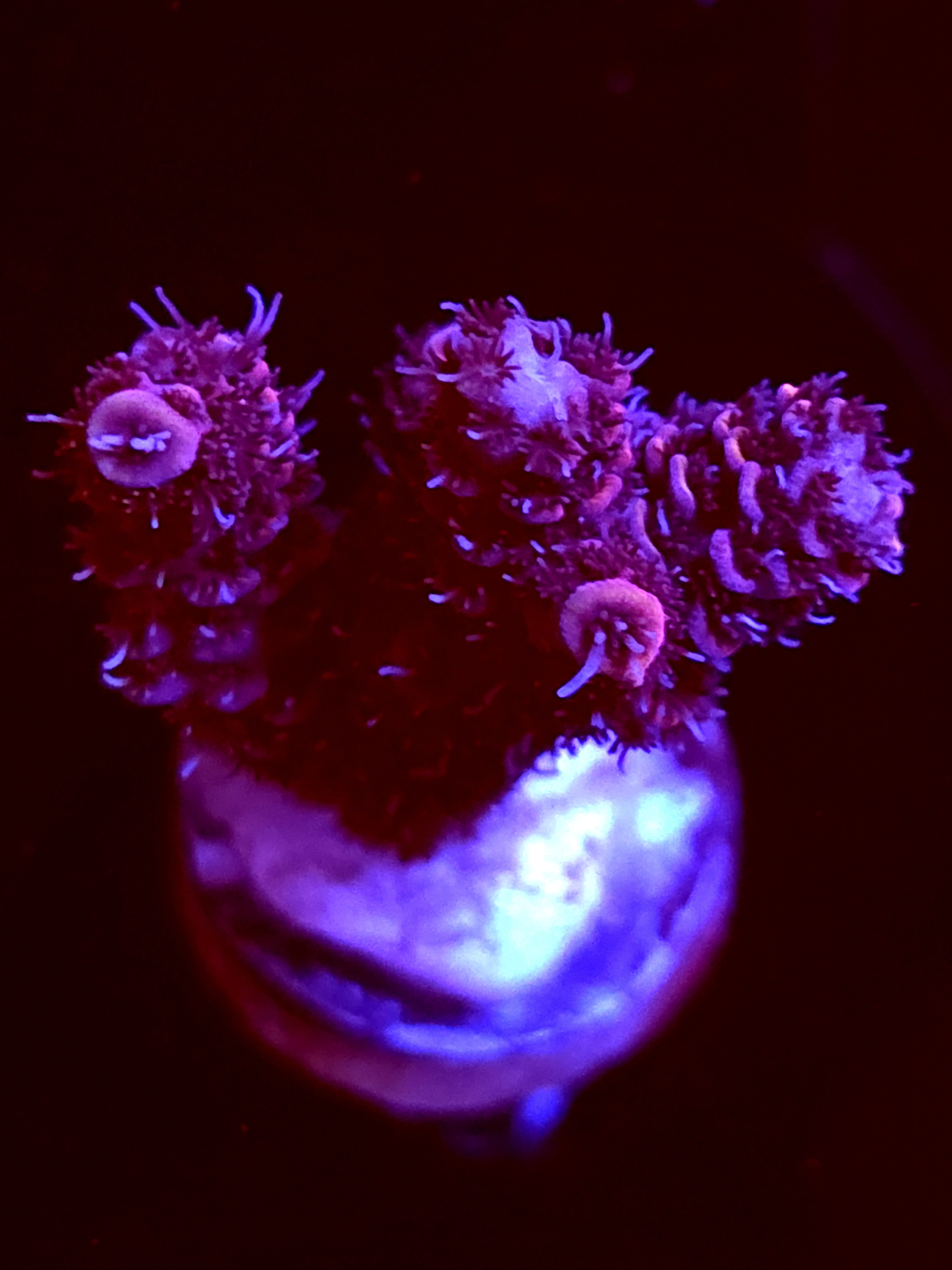 SBB "Cryo Star" Acro Medium 2 Branch