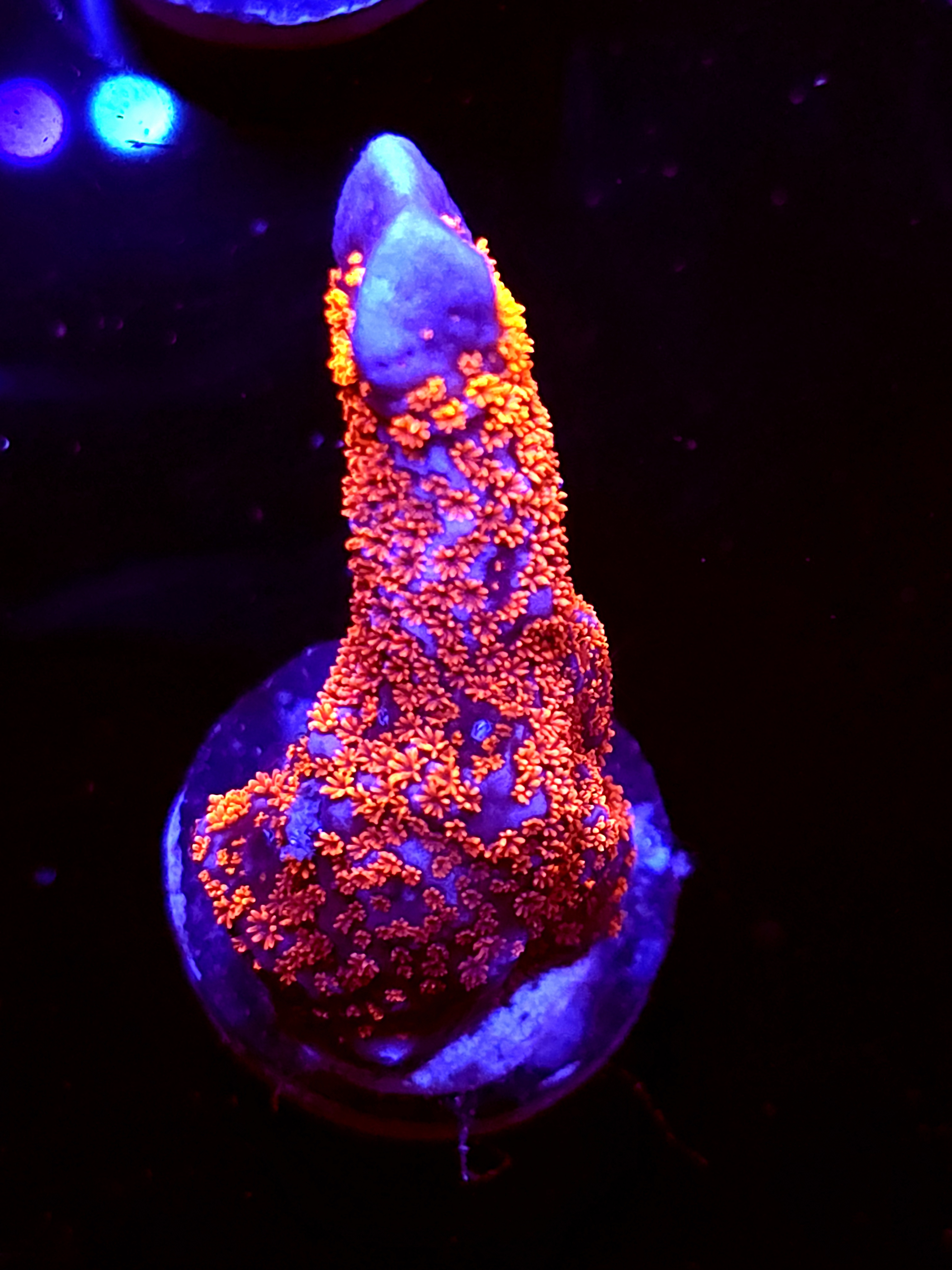 SBB "Bubble Digi" Acro Large Branch