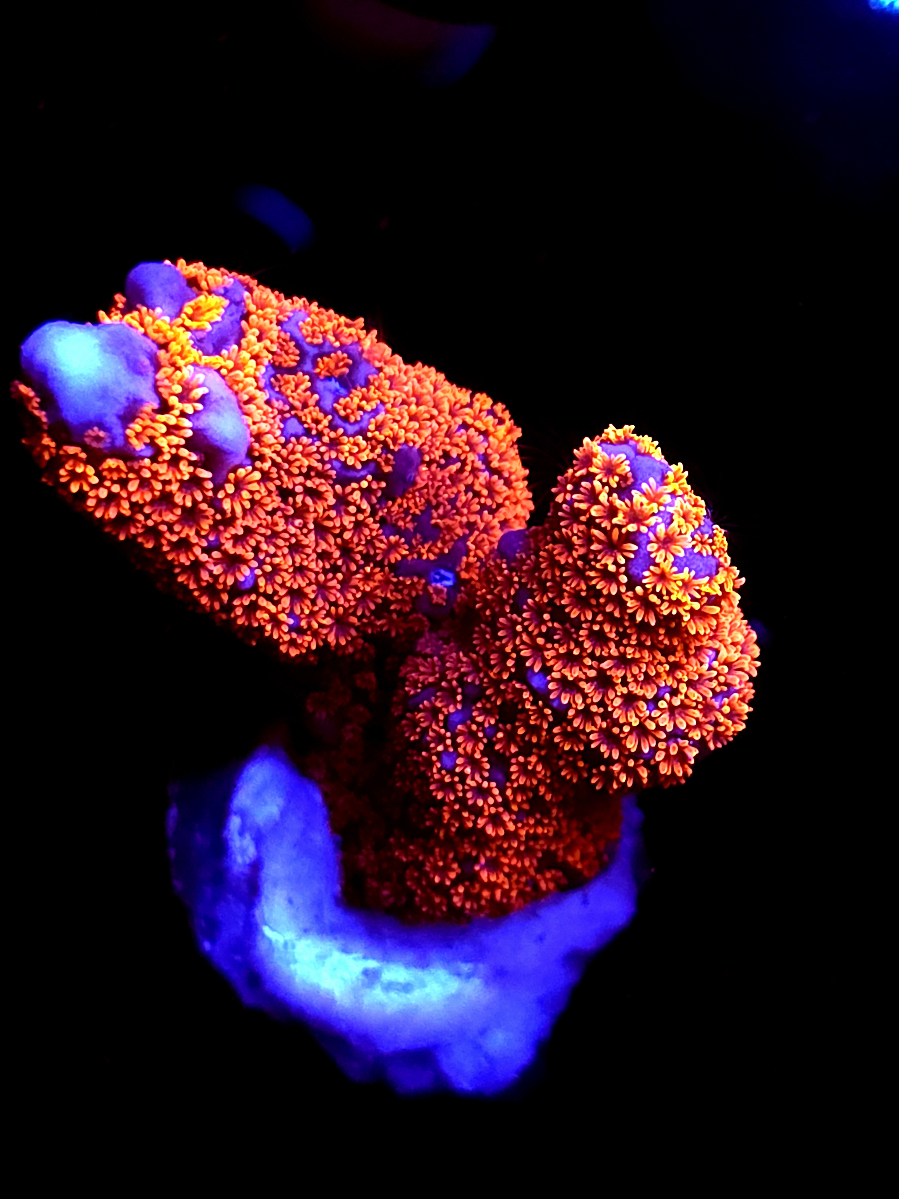 SBB "Bubble Digi" Acro Medium 2 Branch