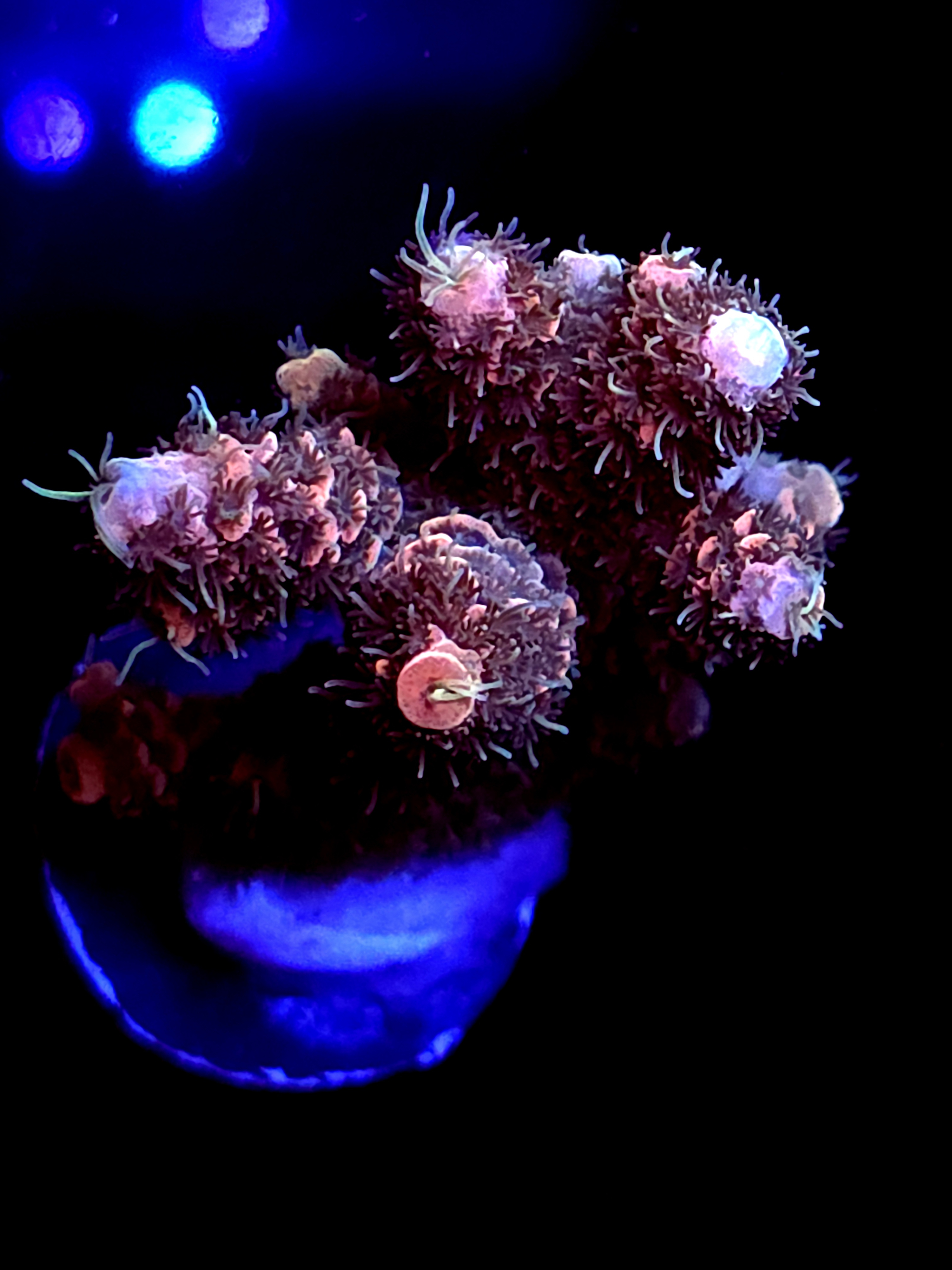 SBB "No Name" Acro Large Multibranch