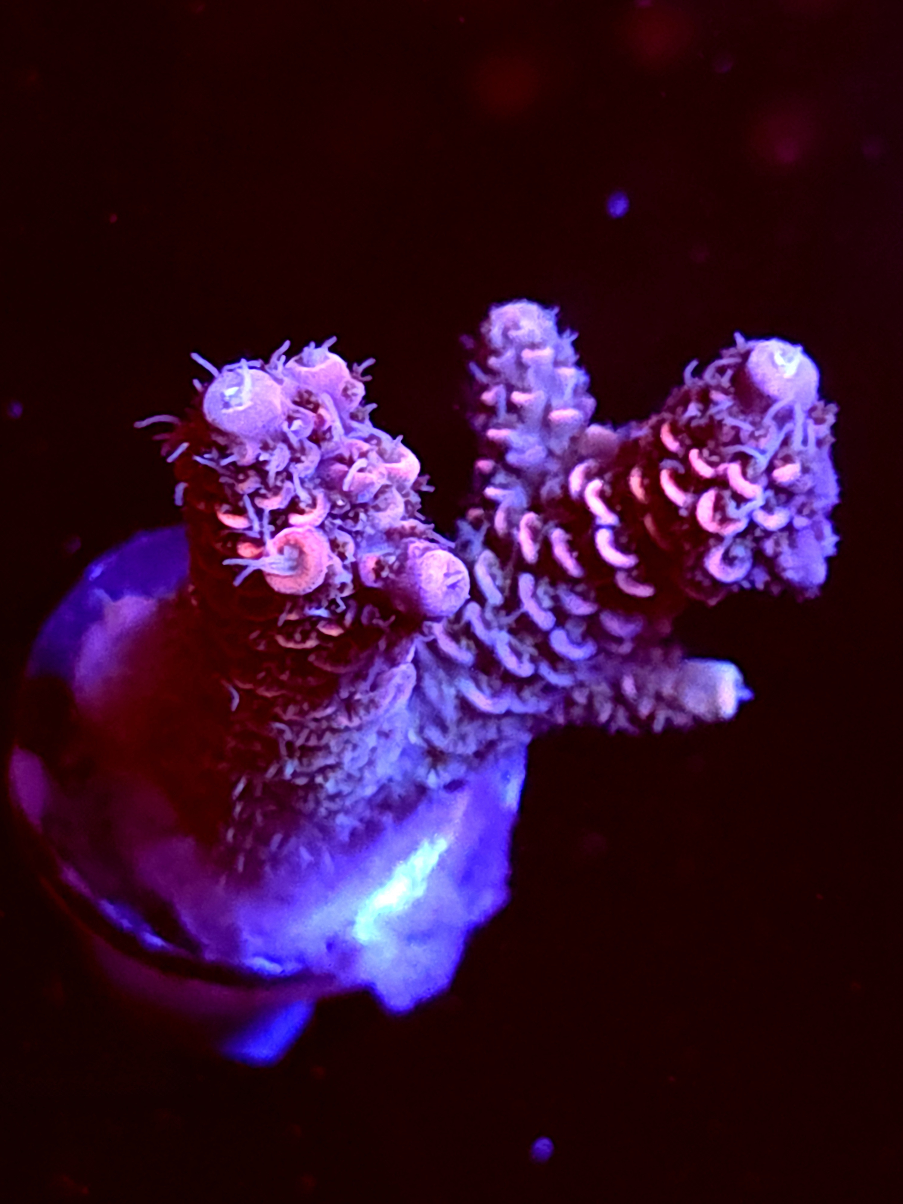 SBB "No Name" Acro Medium 2 Branch