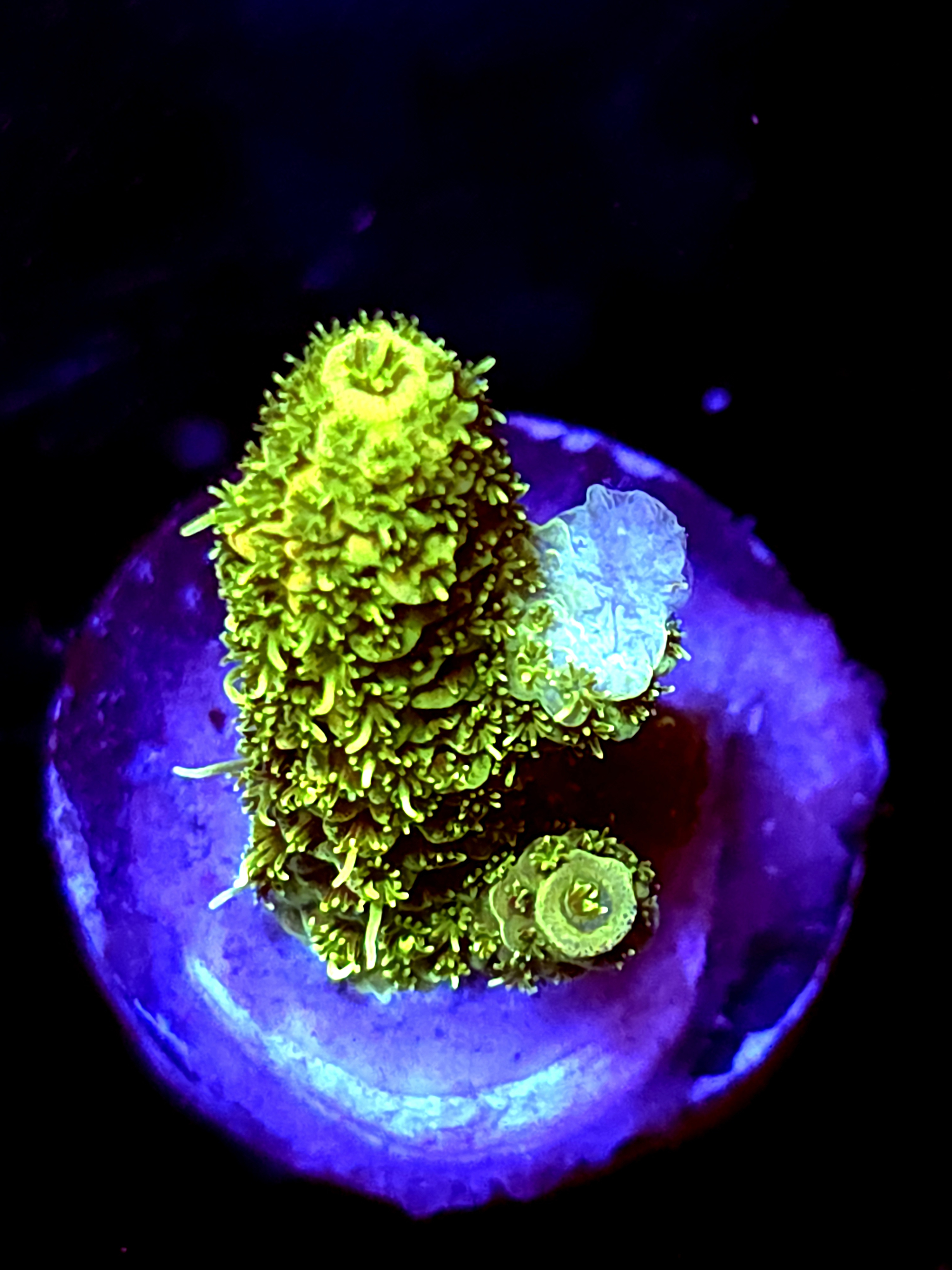 SBB "Mystery Signature" Acro Small Branch