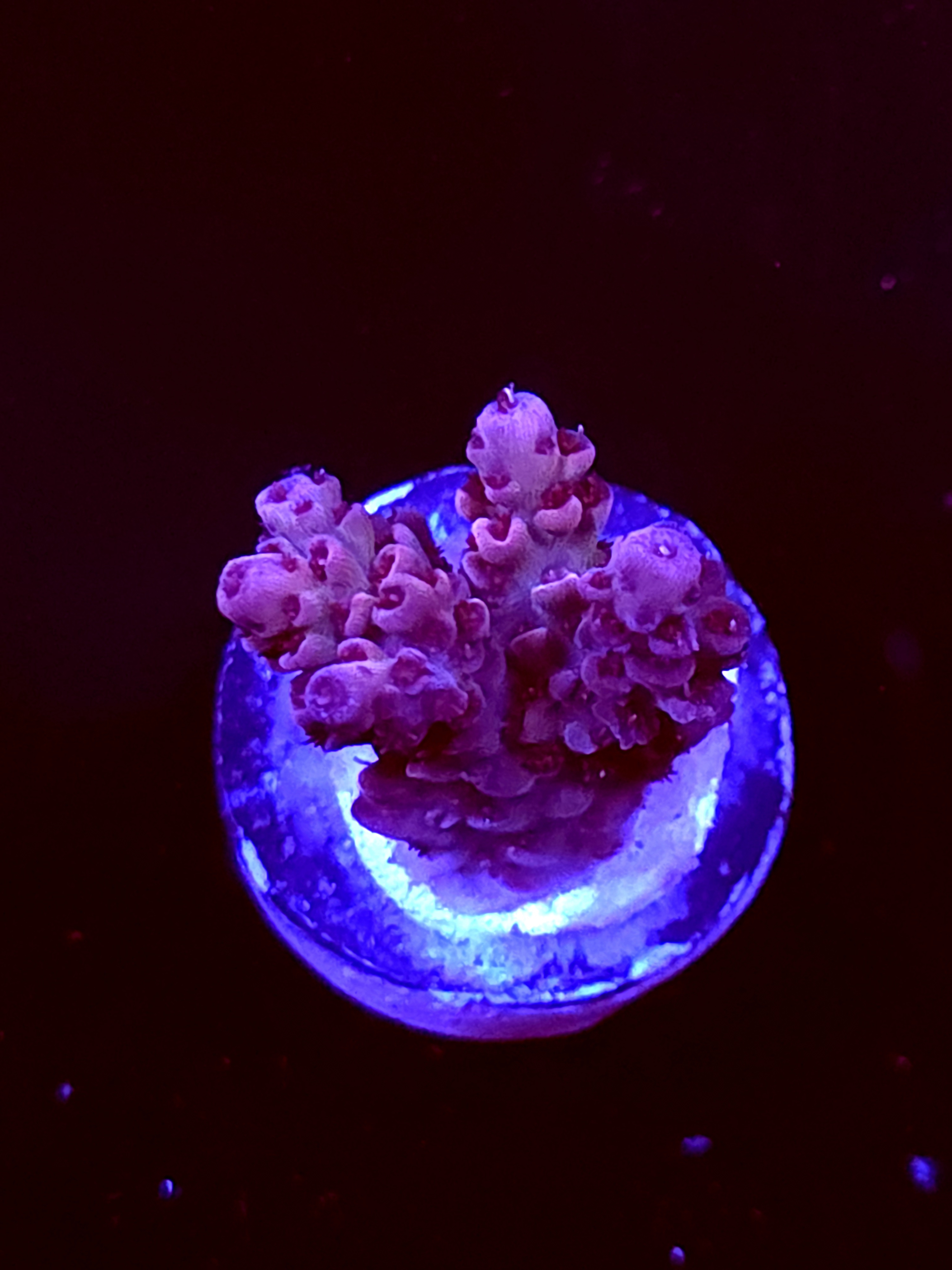 SBB "Phantom Chard" Acro Small