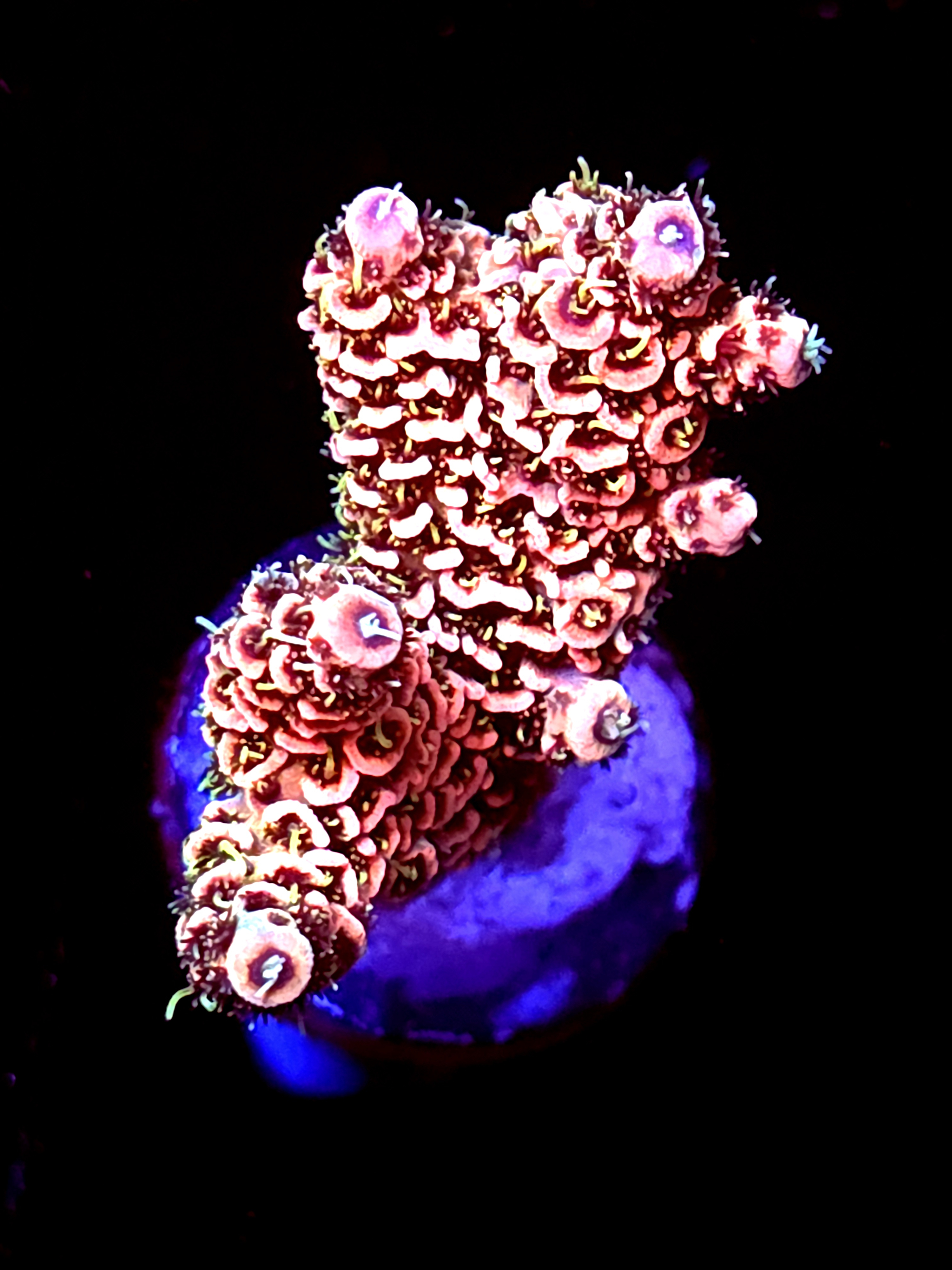 SBB "Nebula Fang" Acro Medium 2 Branch