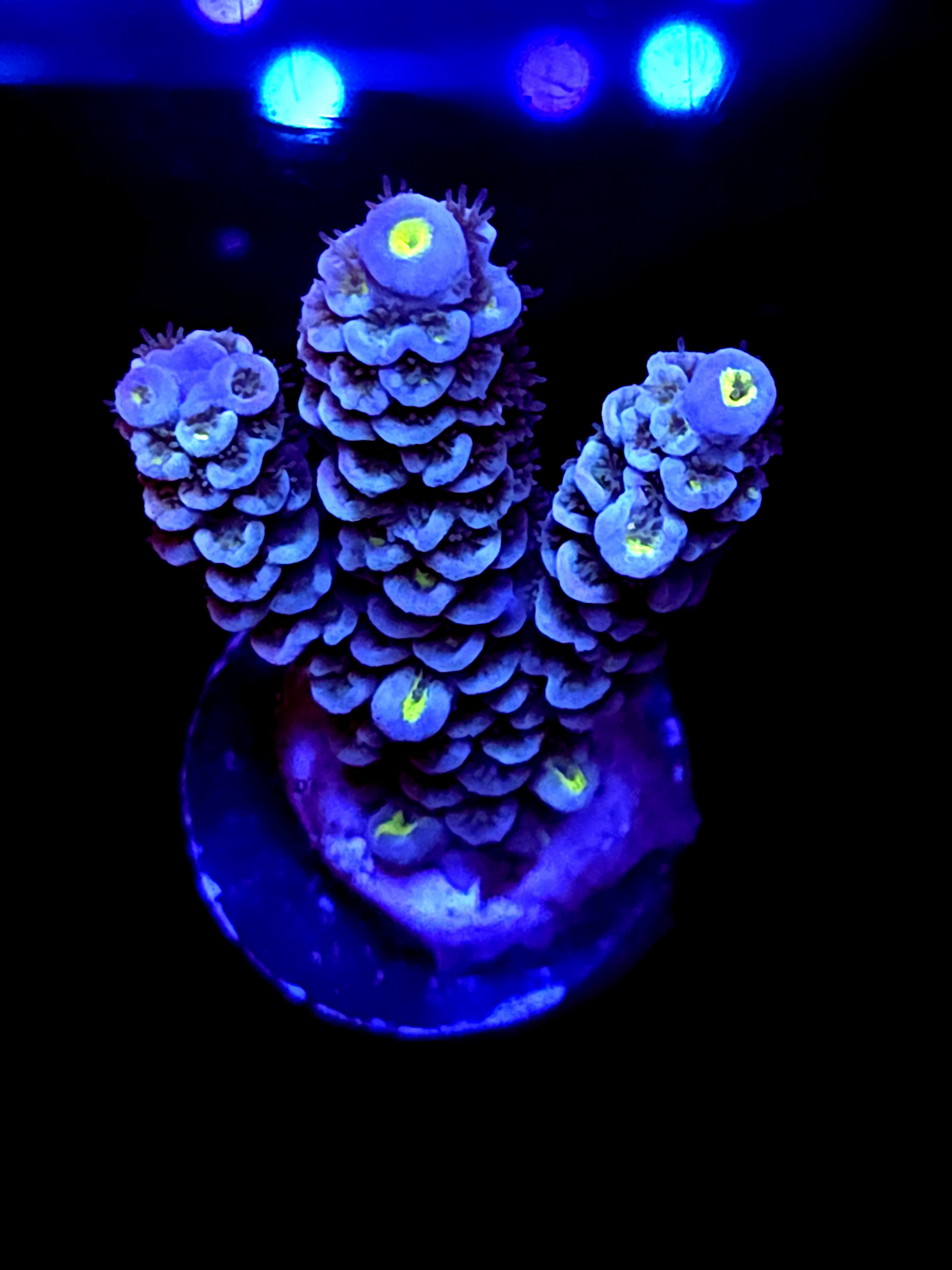 SBB "Toxic Mirage" Acro Medium 3 Branch