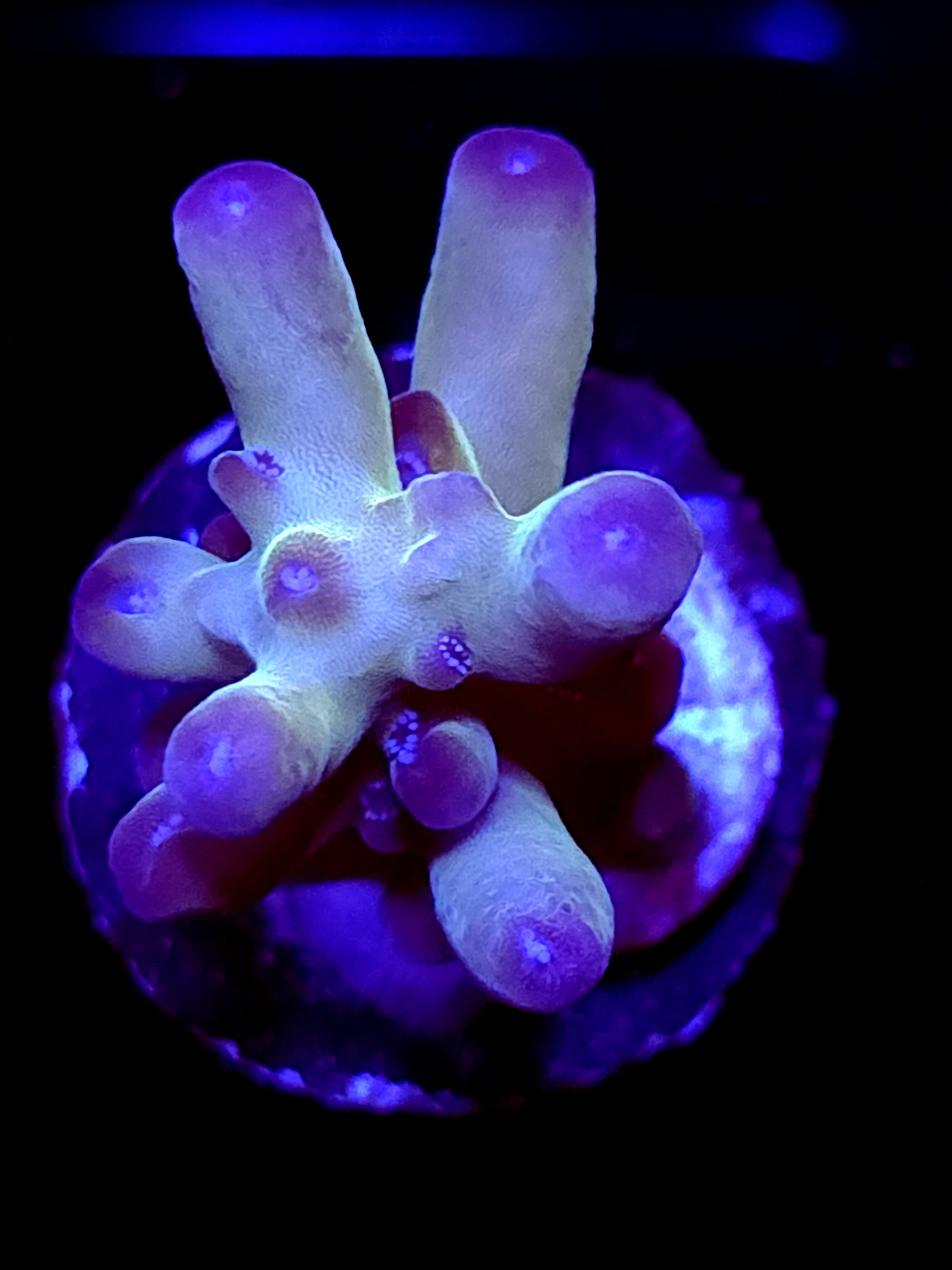 SBB "Abyssal Drip" Acro Small Chunky