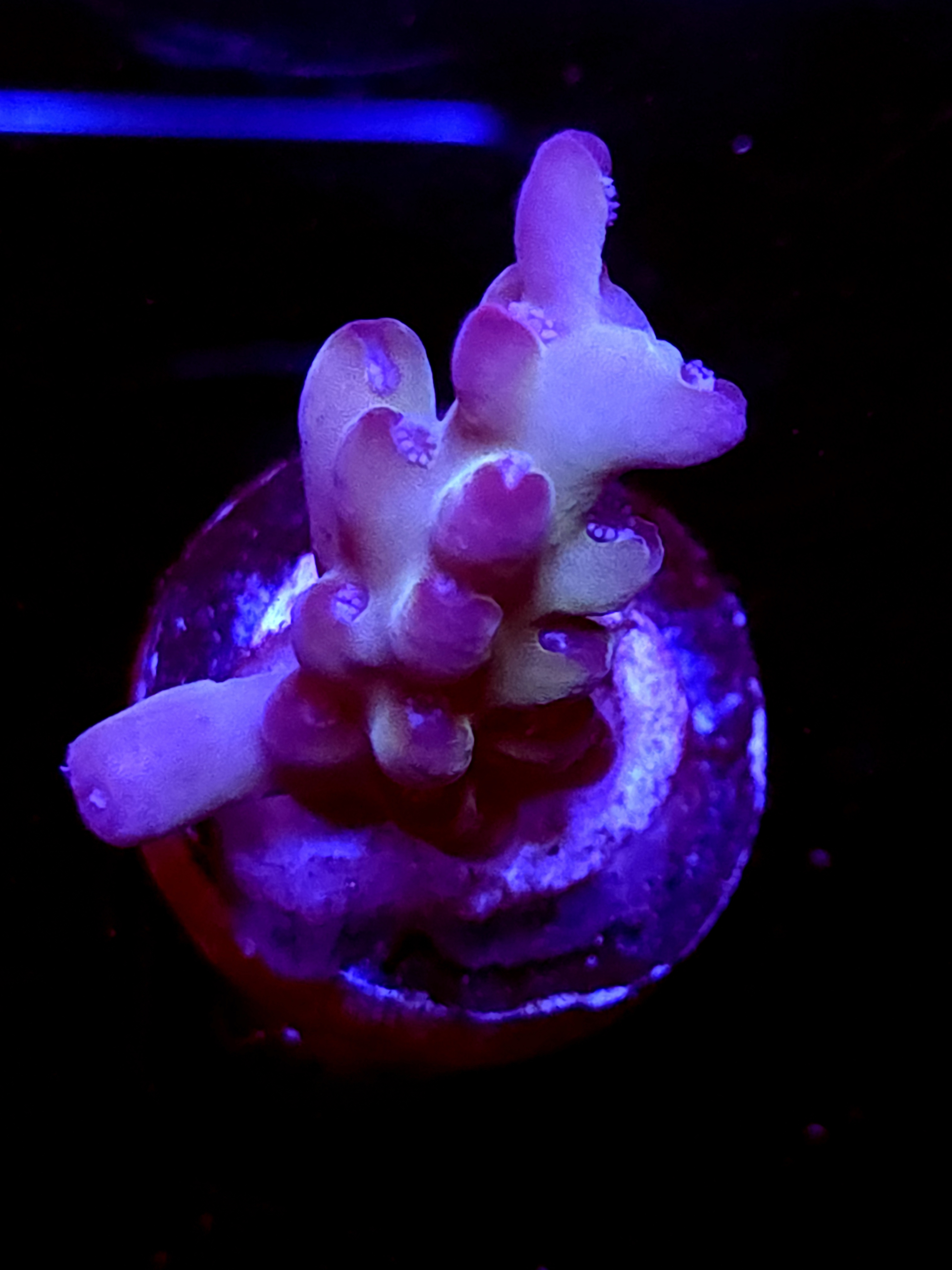 SBB "Abyssal Drip" Acro Medium Chunk