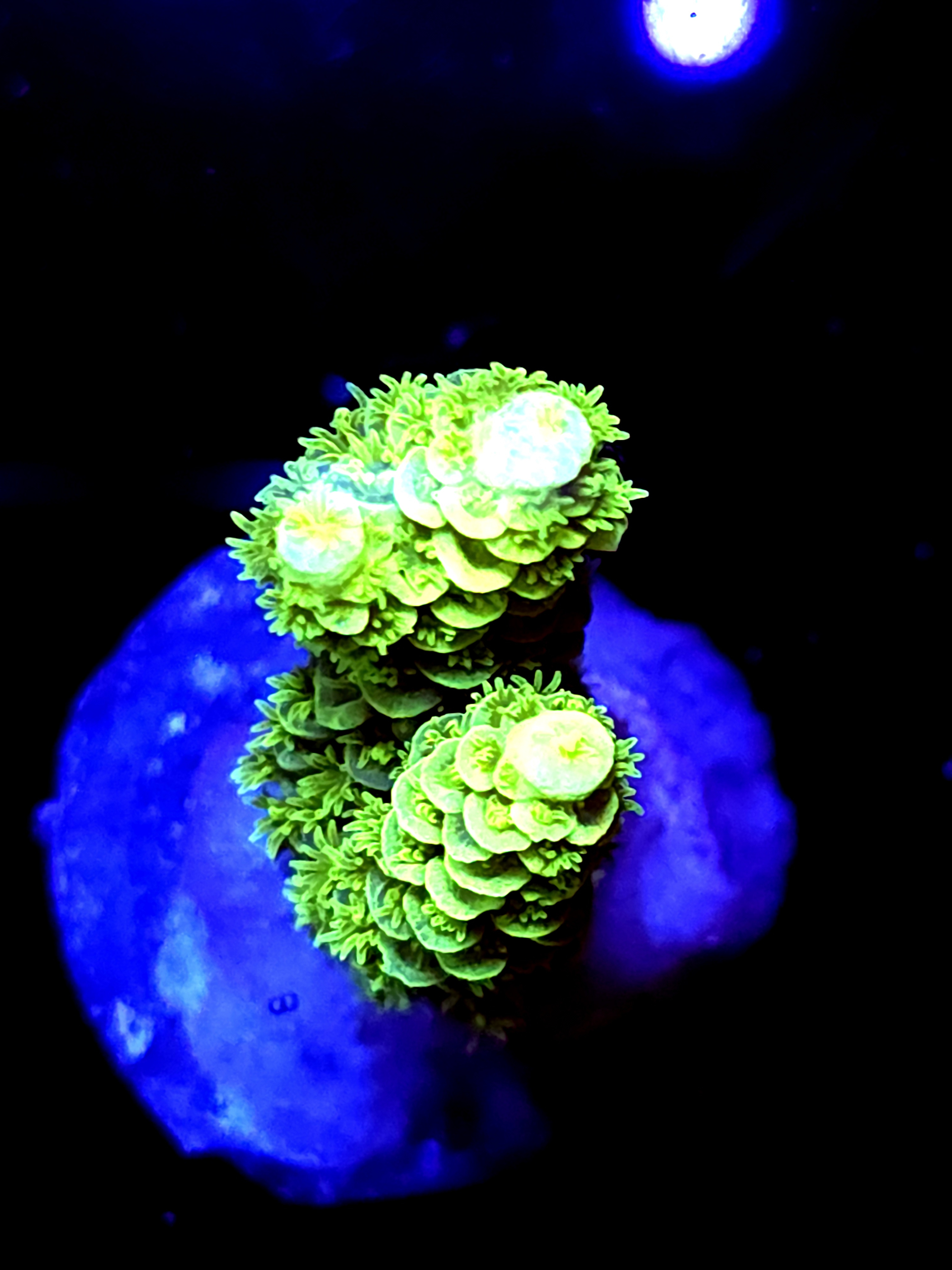 SBB "Mystic Tide" Acro Medium 2 Branch