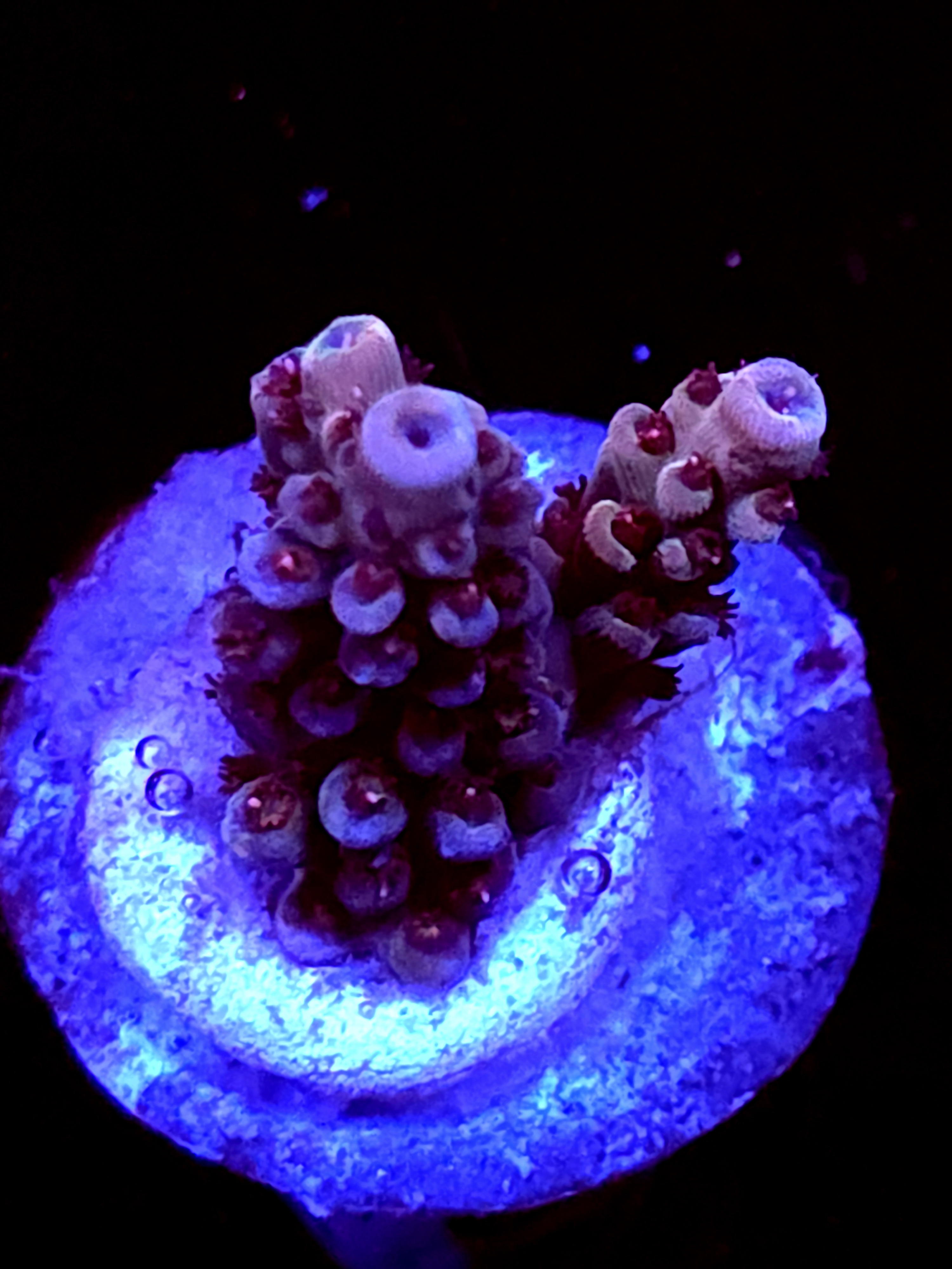 SBB "Solar Gaze" Acro Small 2 Branch