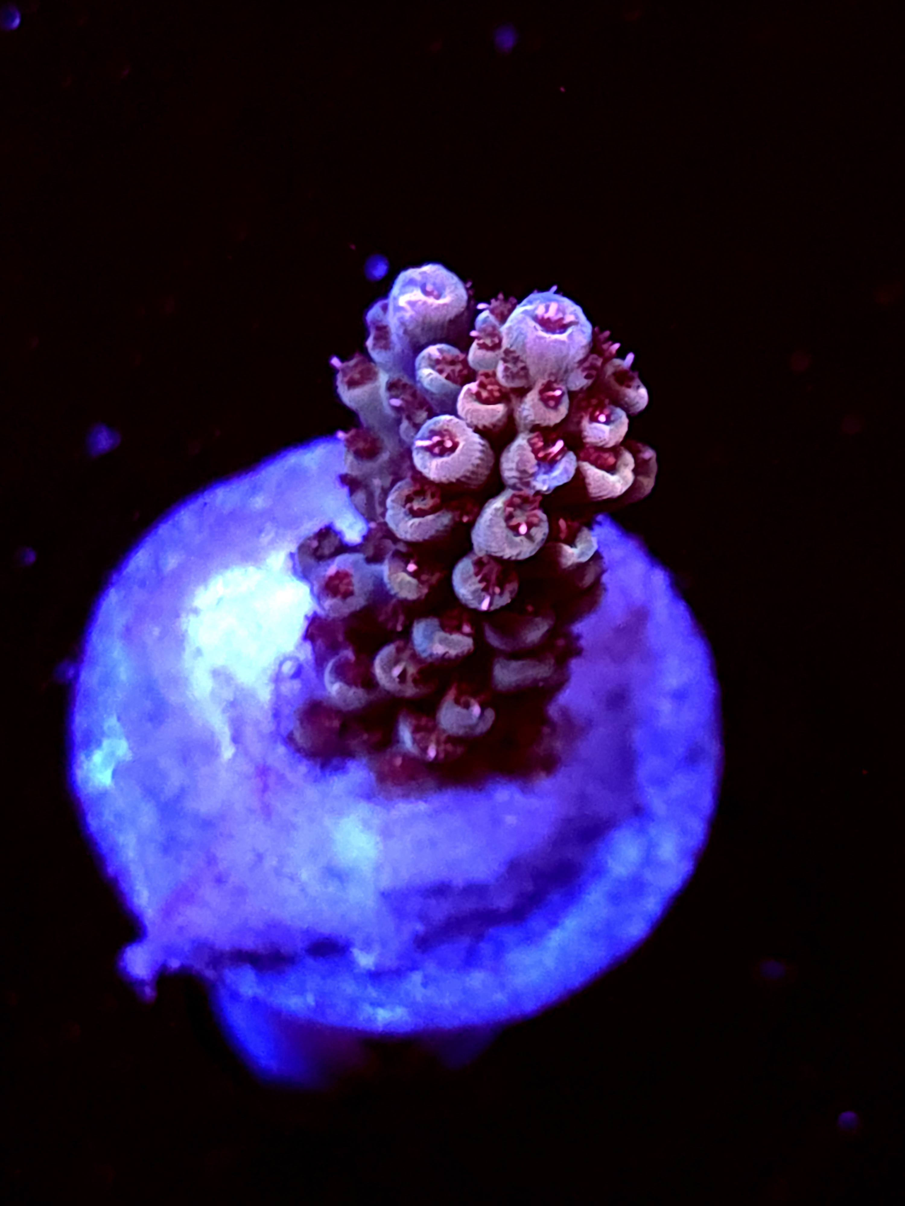 SBB "Solar Gaze" Acro Small Branch