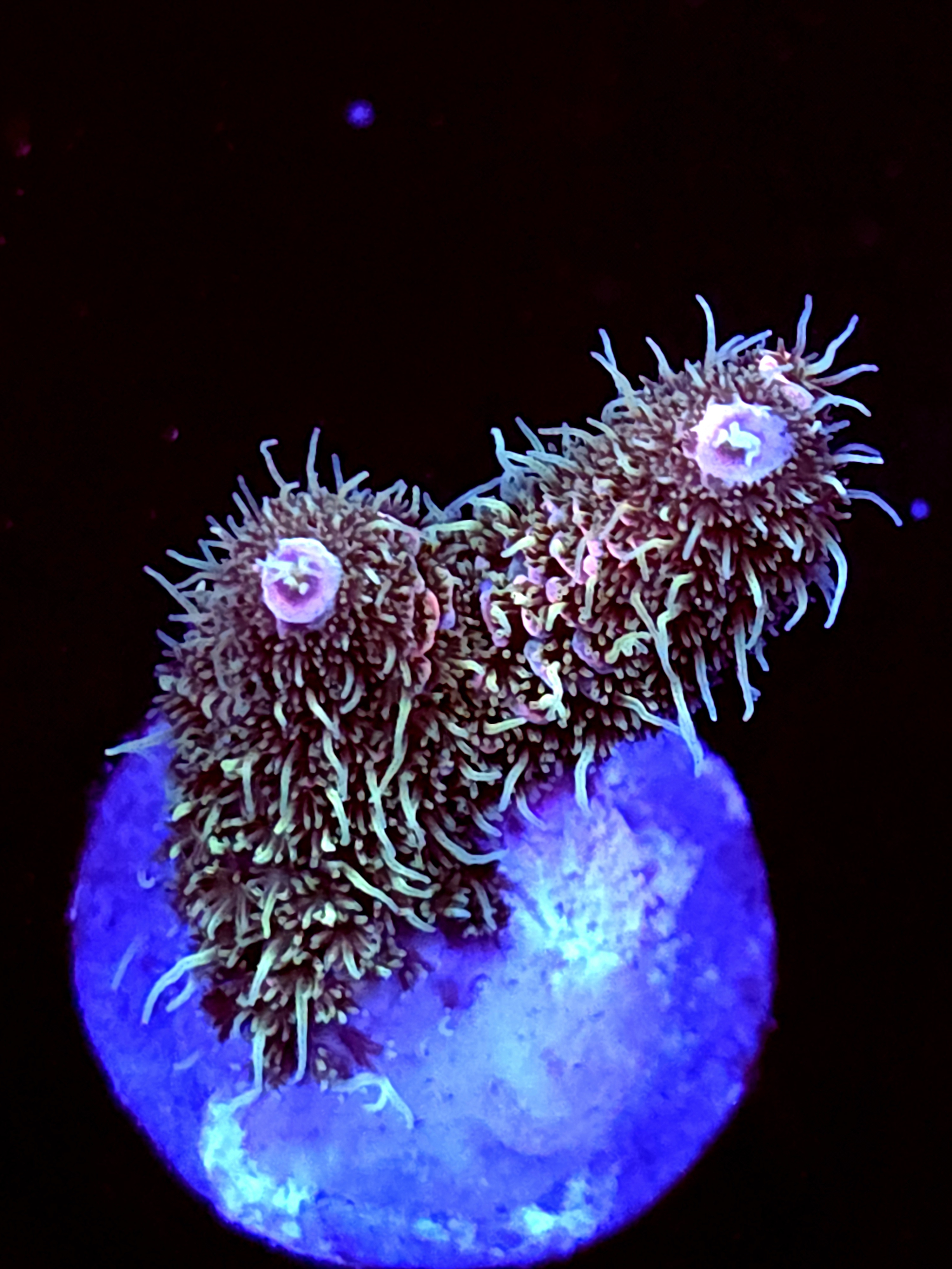 SBB "Bone Flare" Acro Small Branch