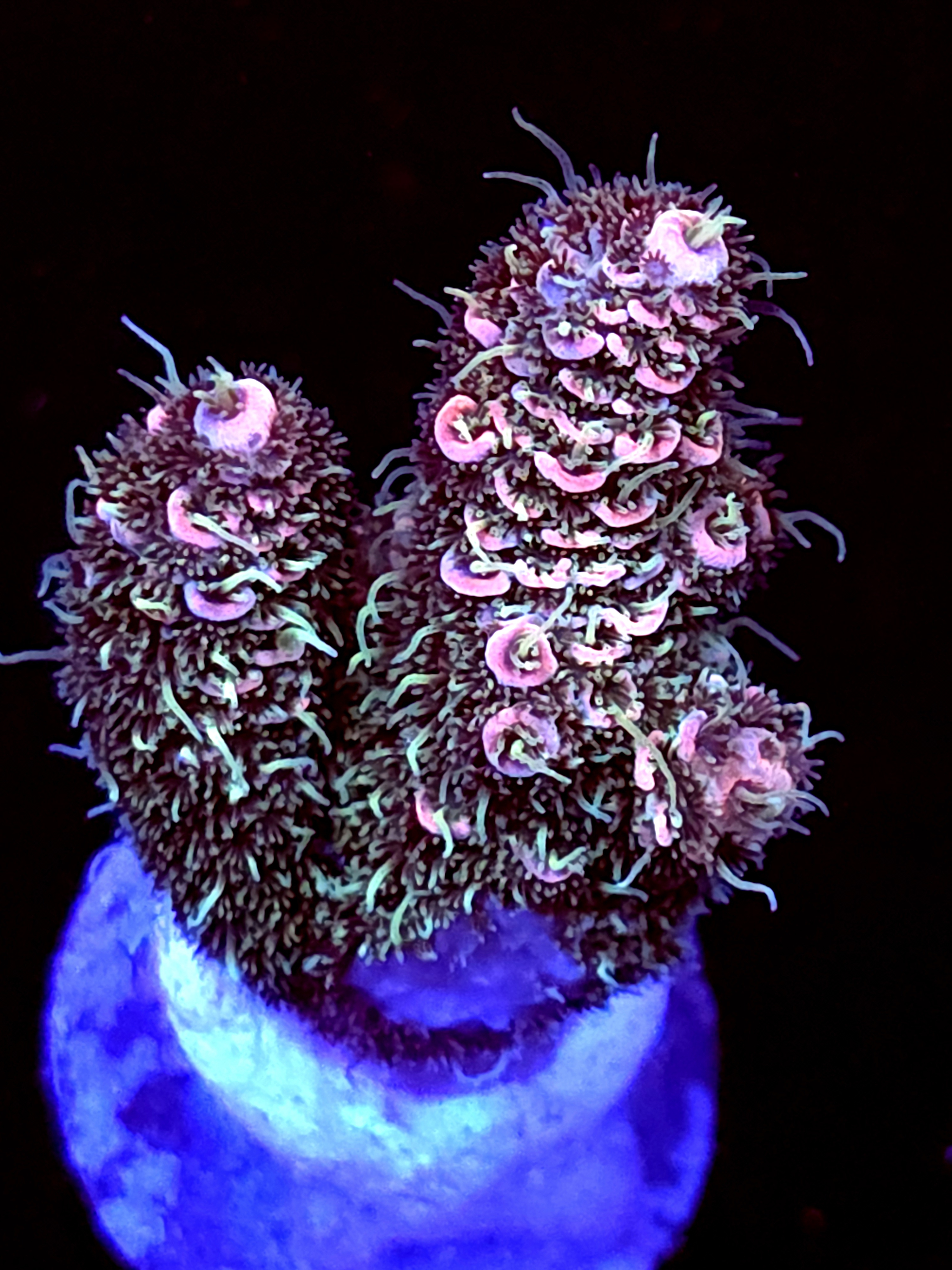 SBB "Mystery Singature" Acro Medium 2 Branch