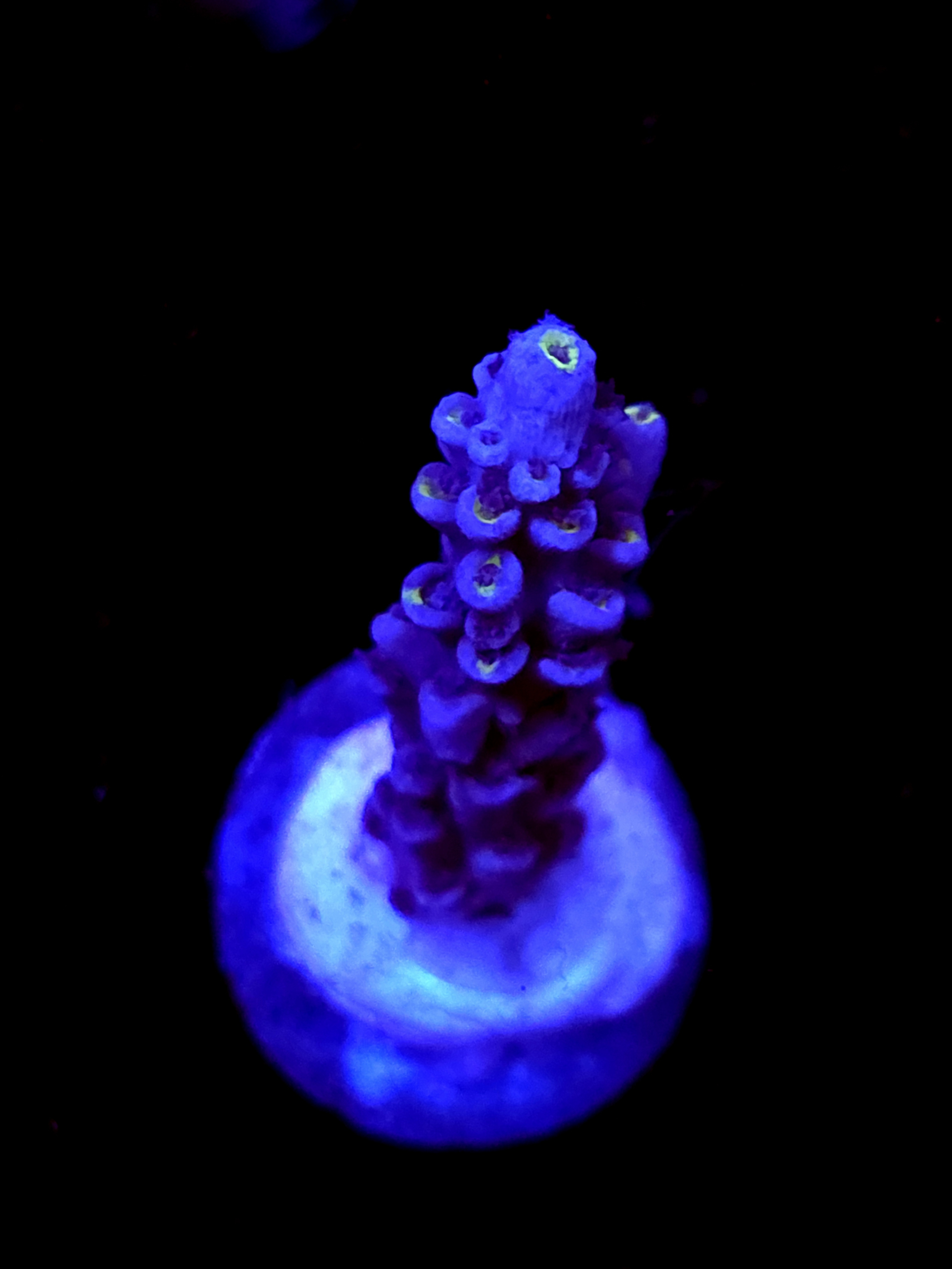 SBB "Viper Nest" Acro Medium Branch