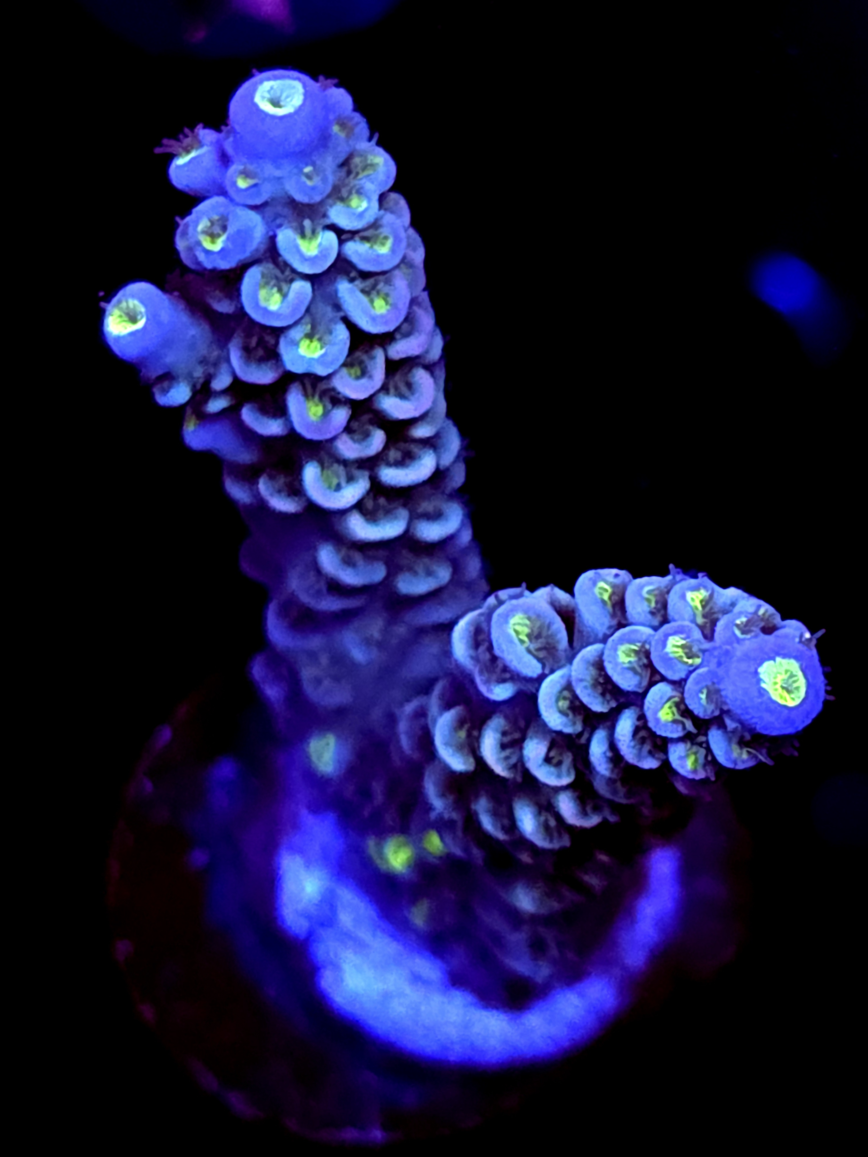 SBB "Ruby Unicorn" Acro Large 2 Branch