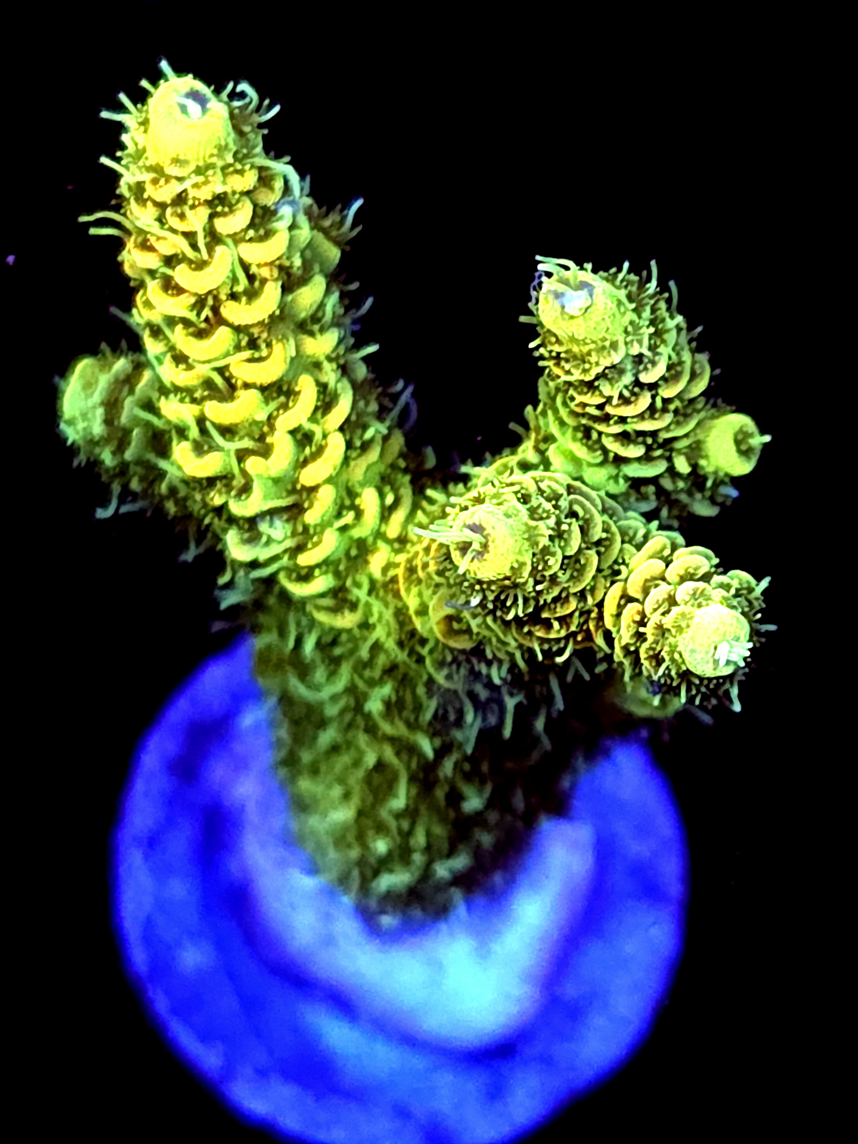 SBB "Mystery Signature" Acro Large Multibranch