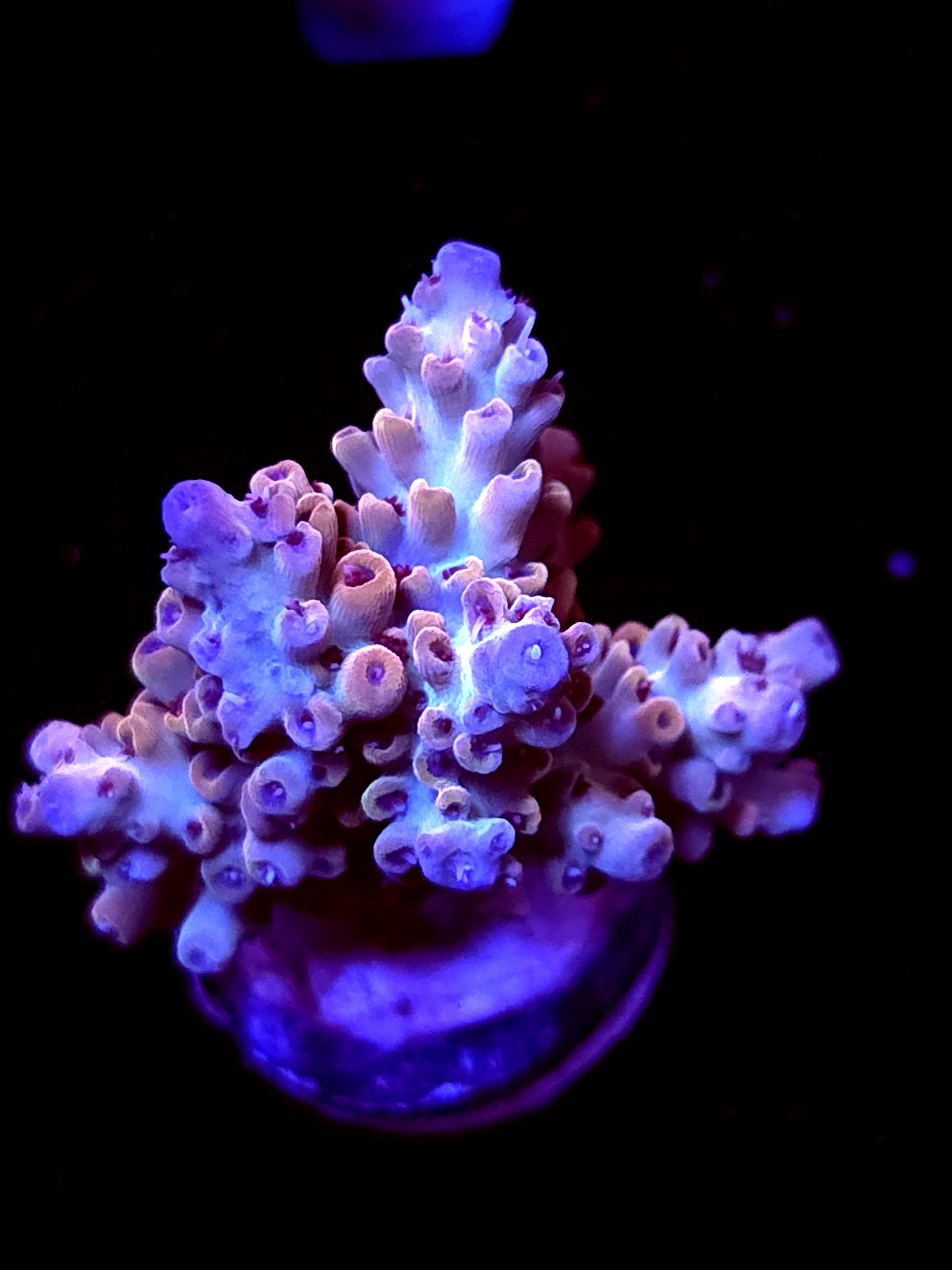 SBB "Mystery Signature" Acro Medium Chunk