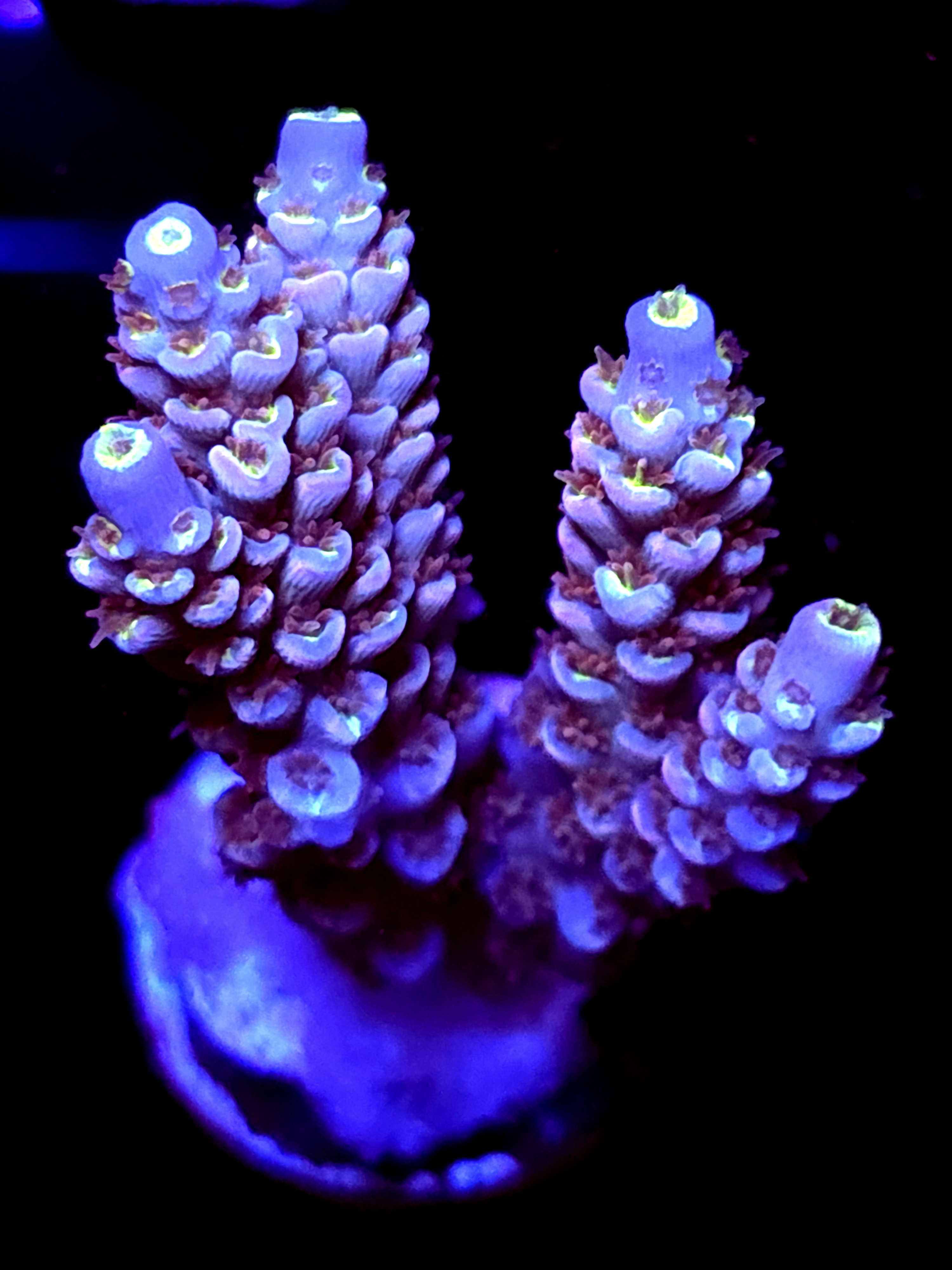 SBB "Mystery Signature" Acro Medium 4 Branch