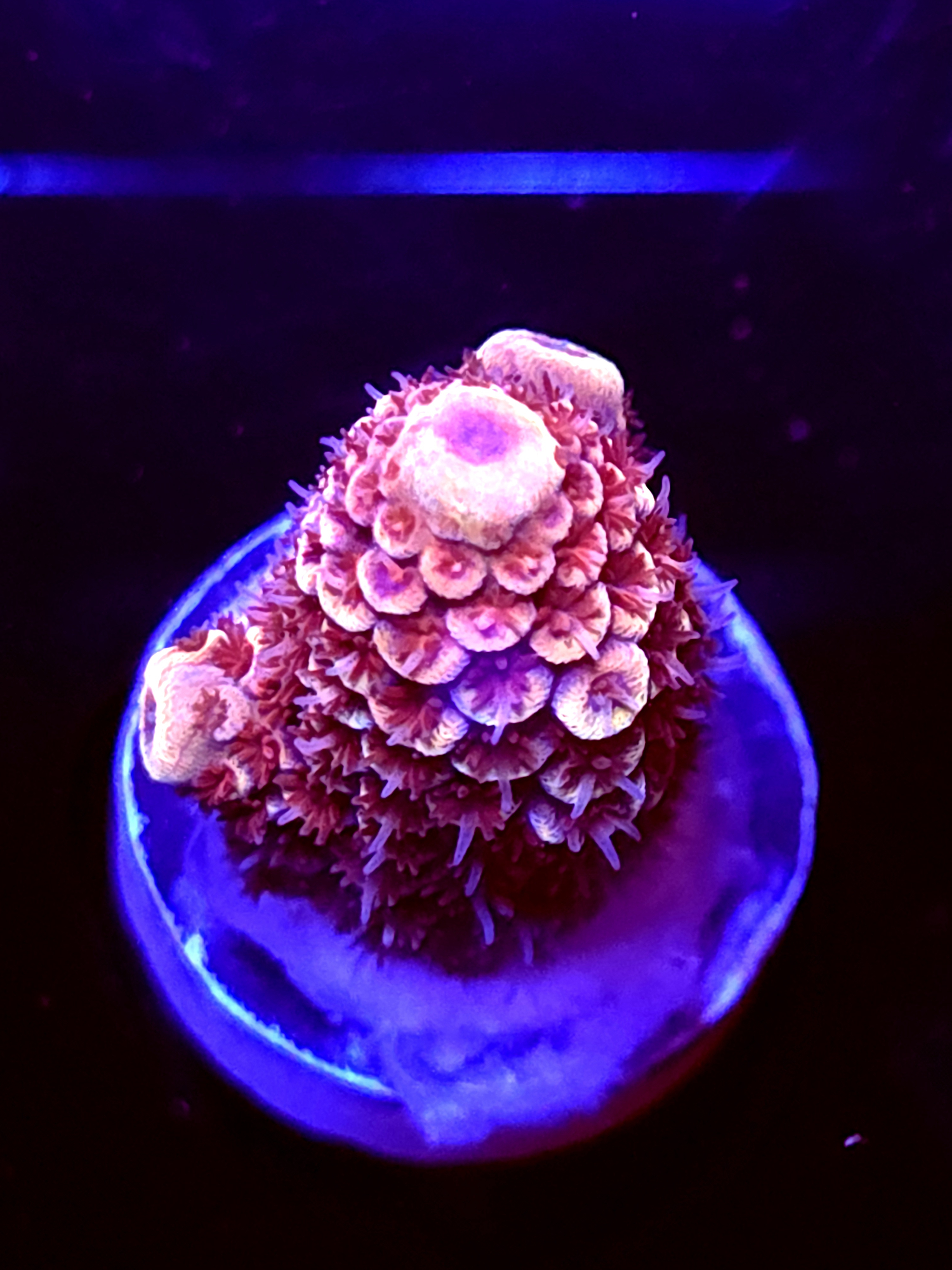 SBB "Sugar Melt" Acro Medium