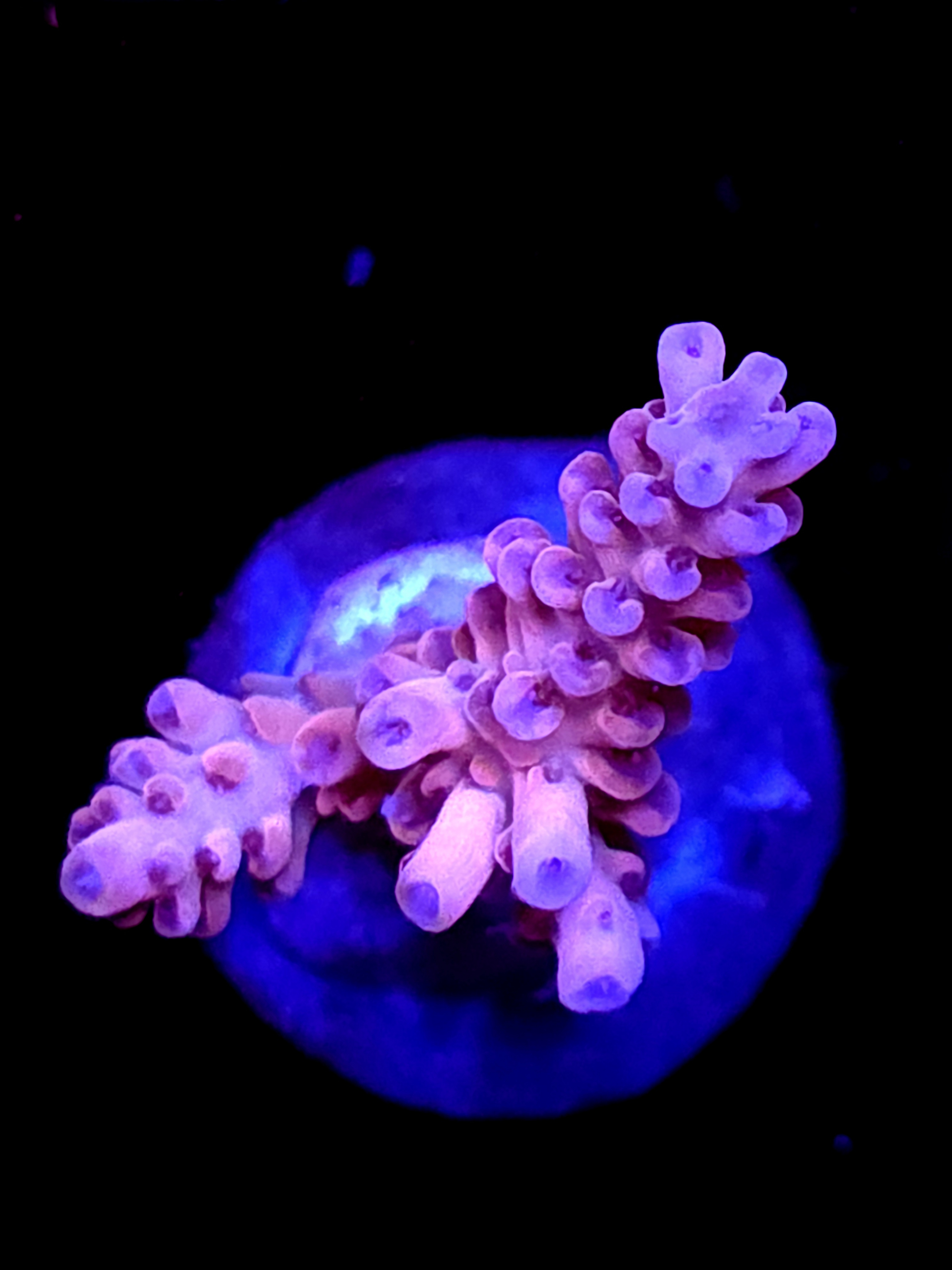 SBB "Gumdrop Bean" Acro Medium 2 Branch