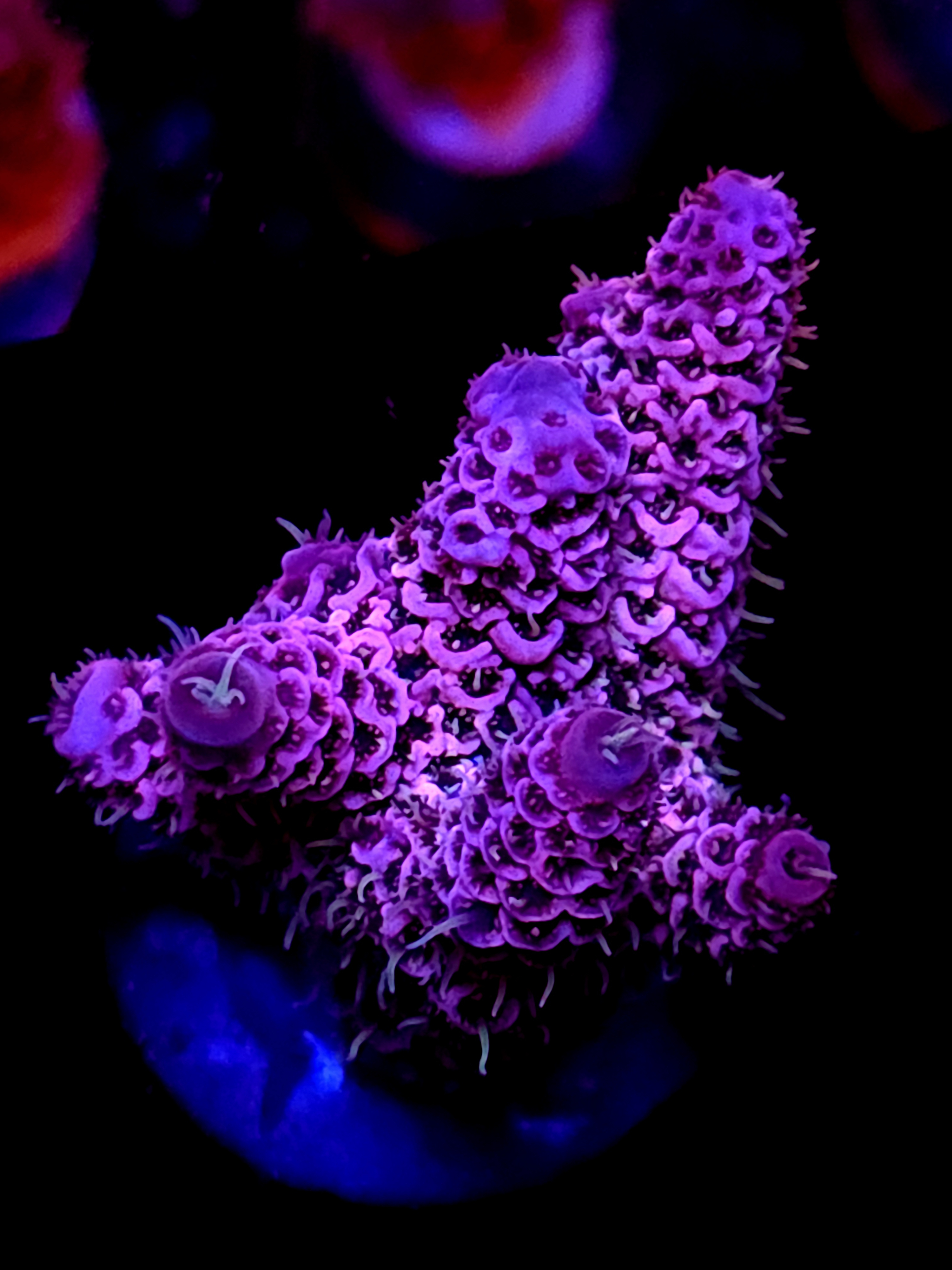 SBB "Mystery Signature" Acro