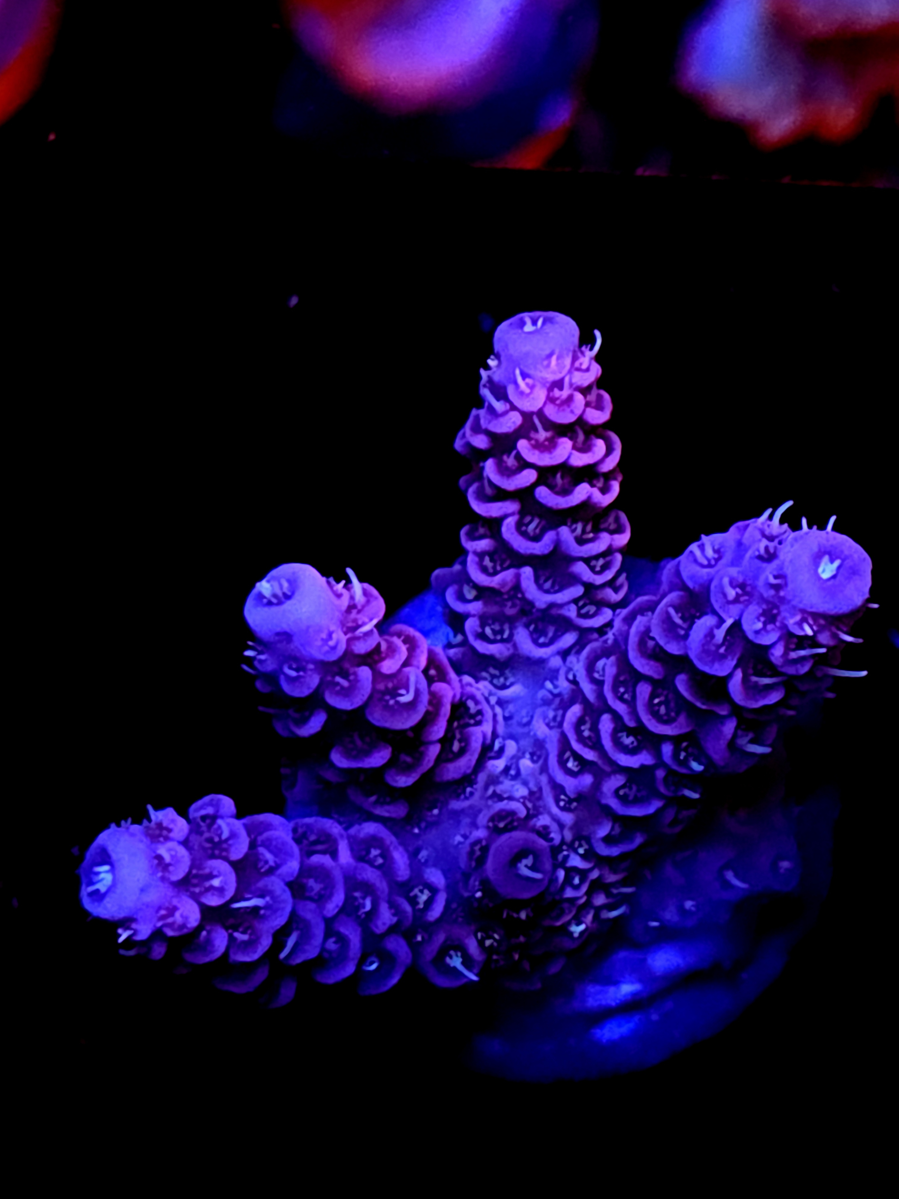 SBB "Venon Tide" Acro Medium 4 Branch