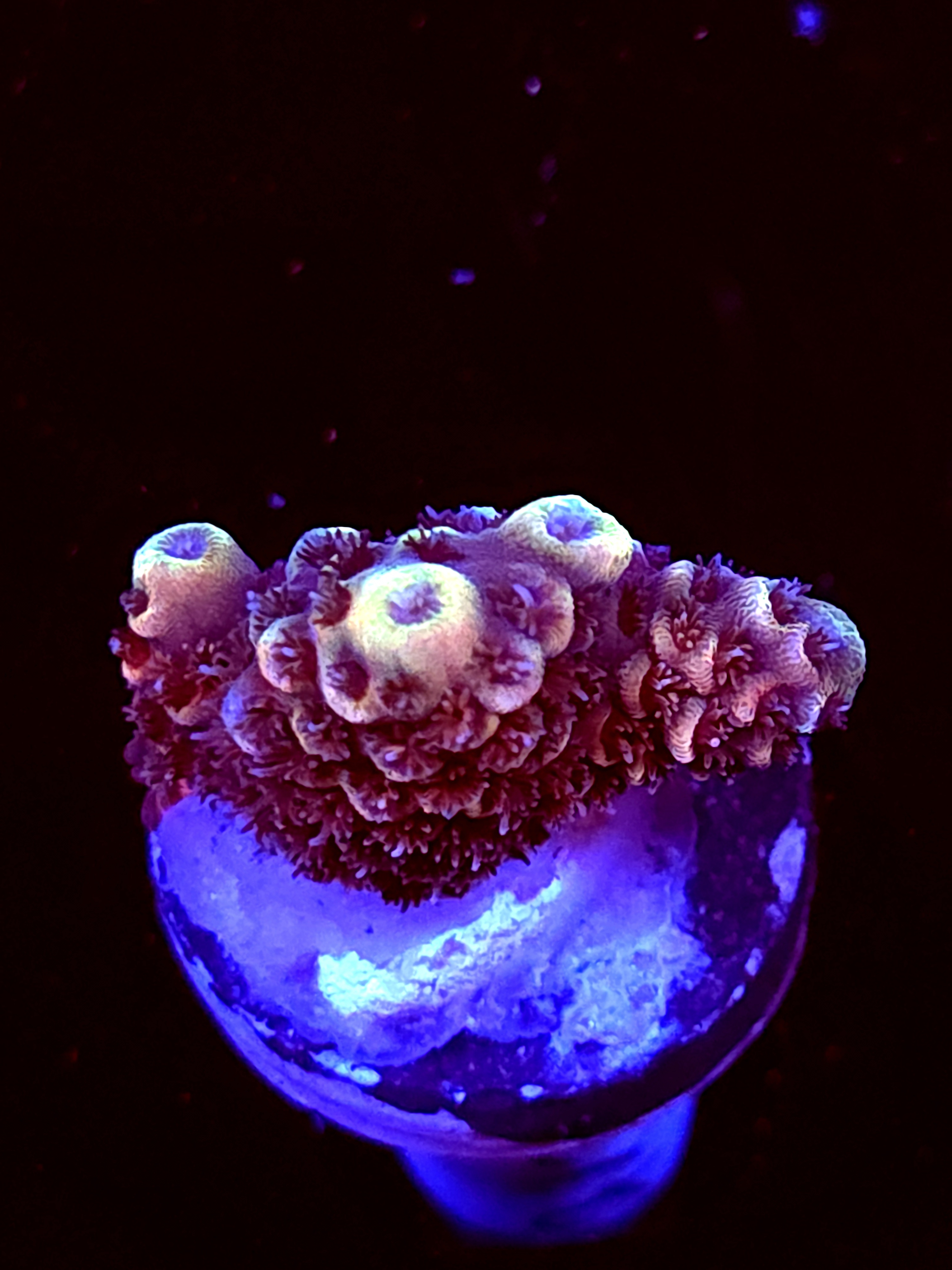 SBB "Sugar Melt" Acro Small Chunk