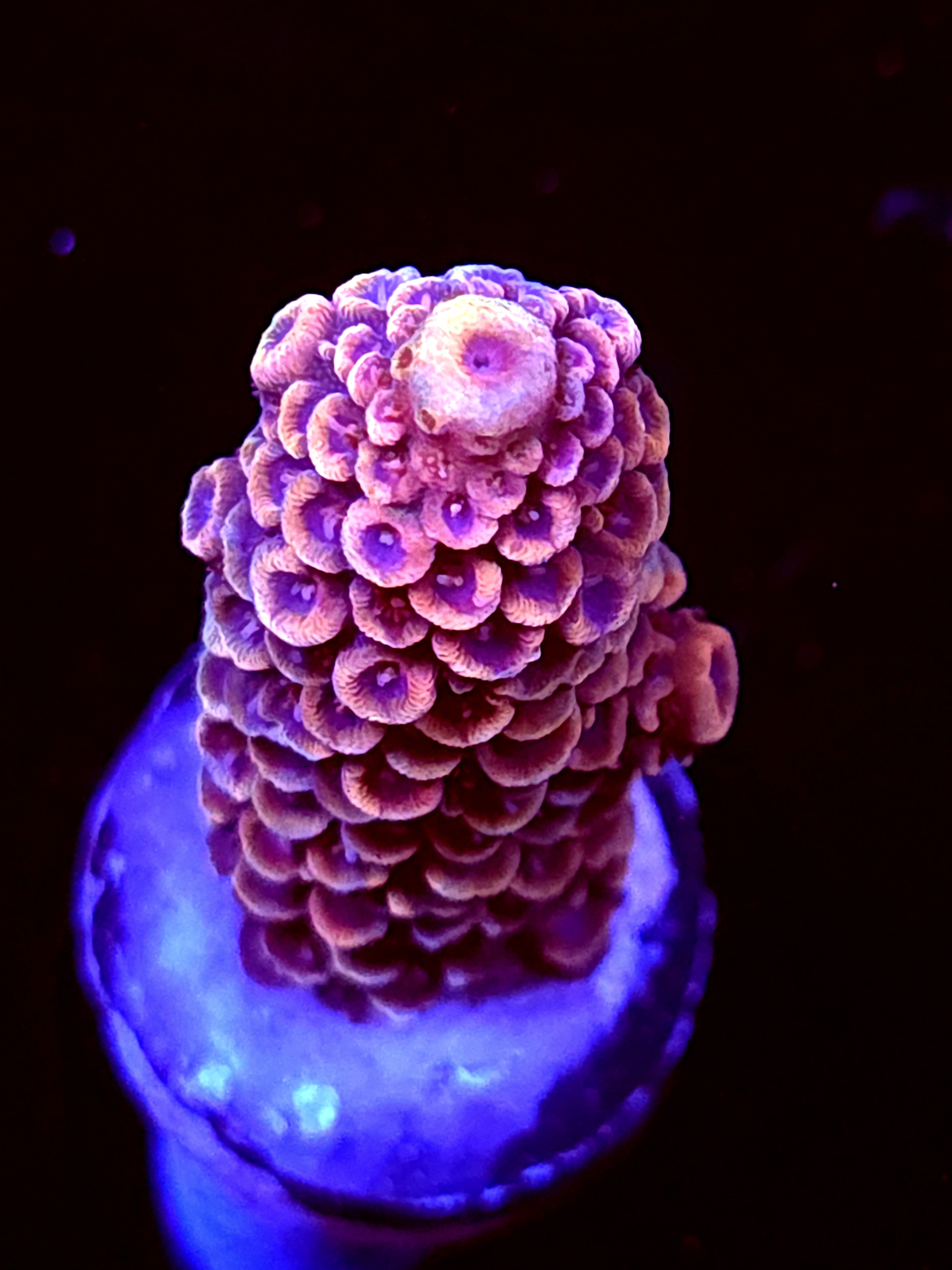 SBB "Sugar Melt" Acro Medium