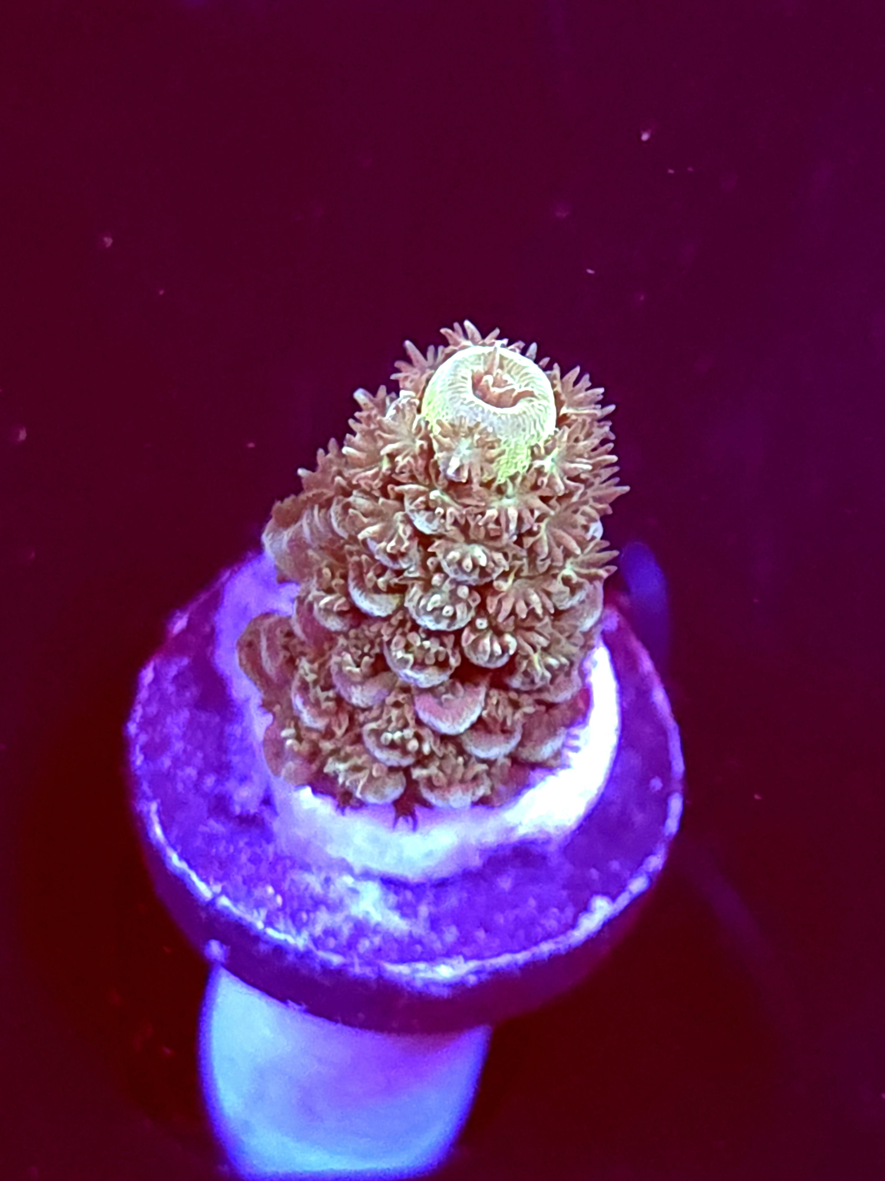 SBB "Marsh Tide" Acro Small