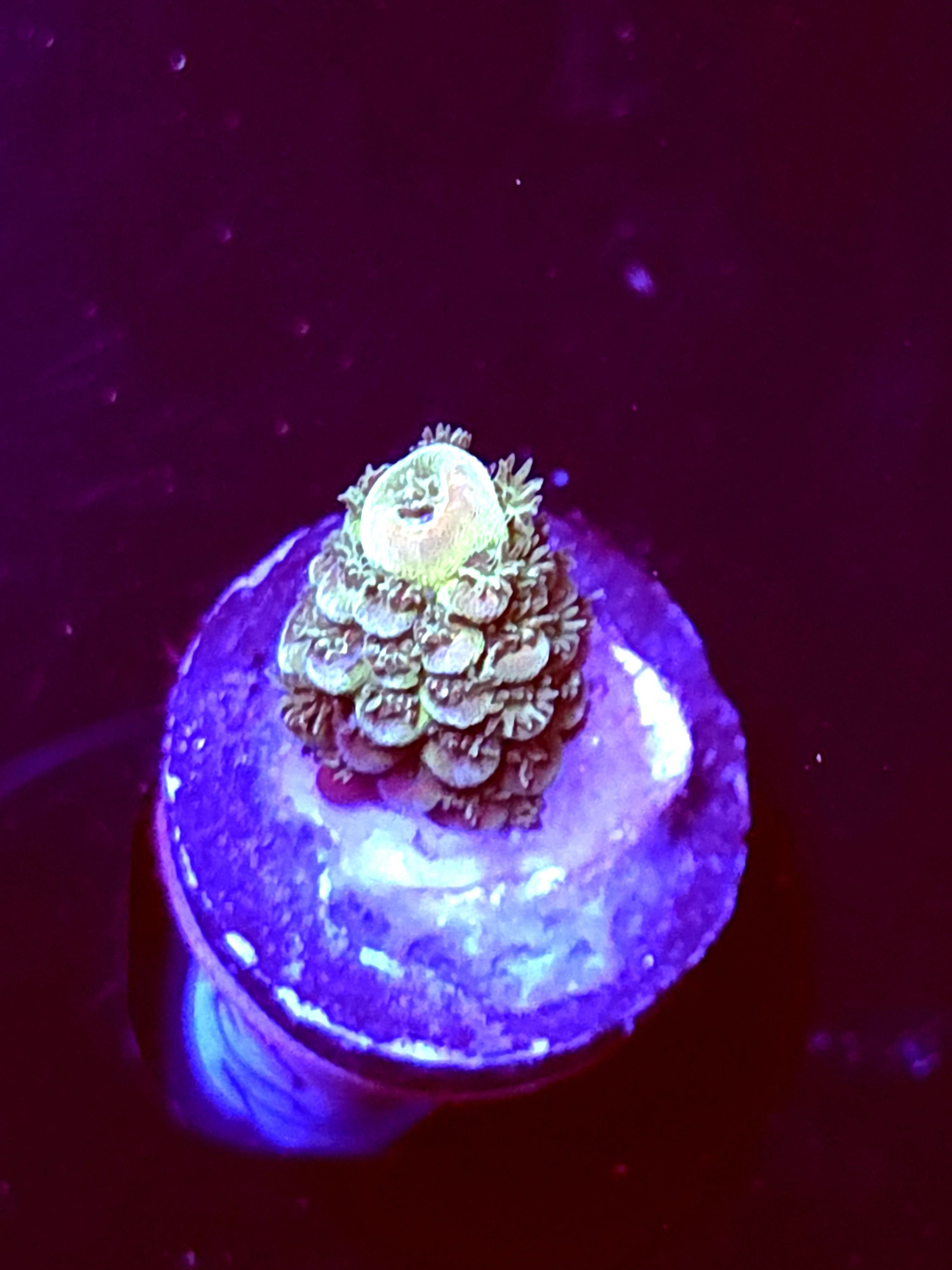 SBB "Marsh Tide" Acro Small