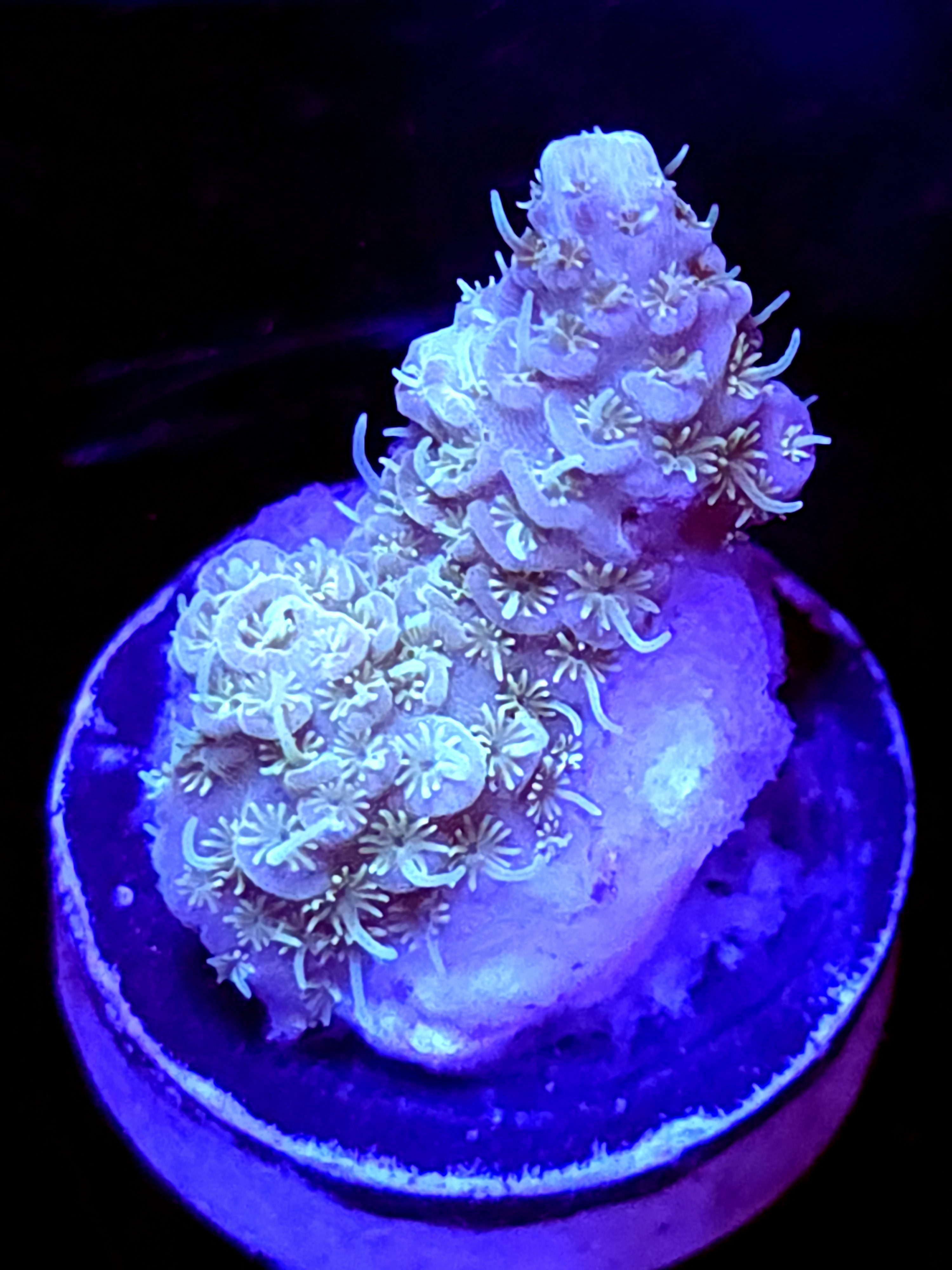 SBB "Candy Surge" Acro Medium