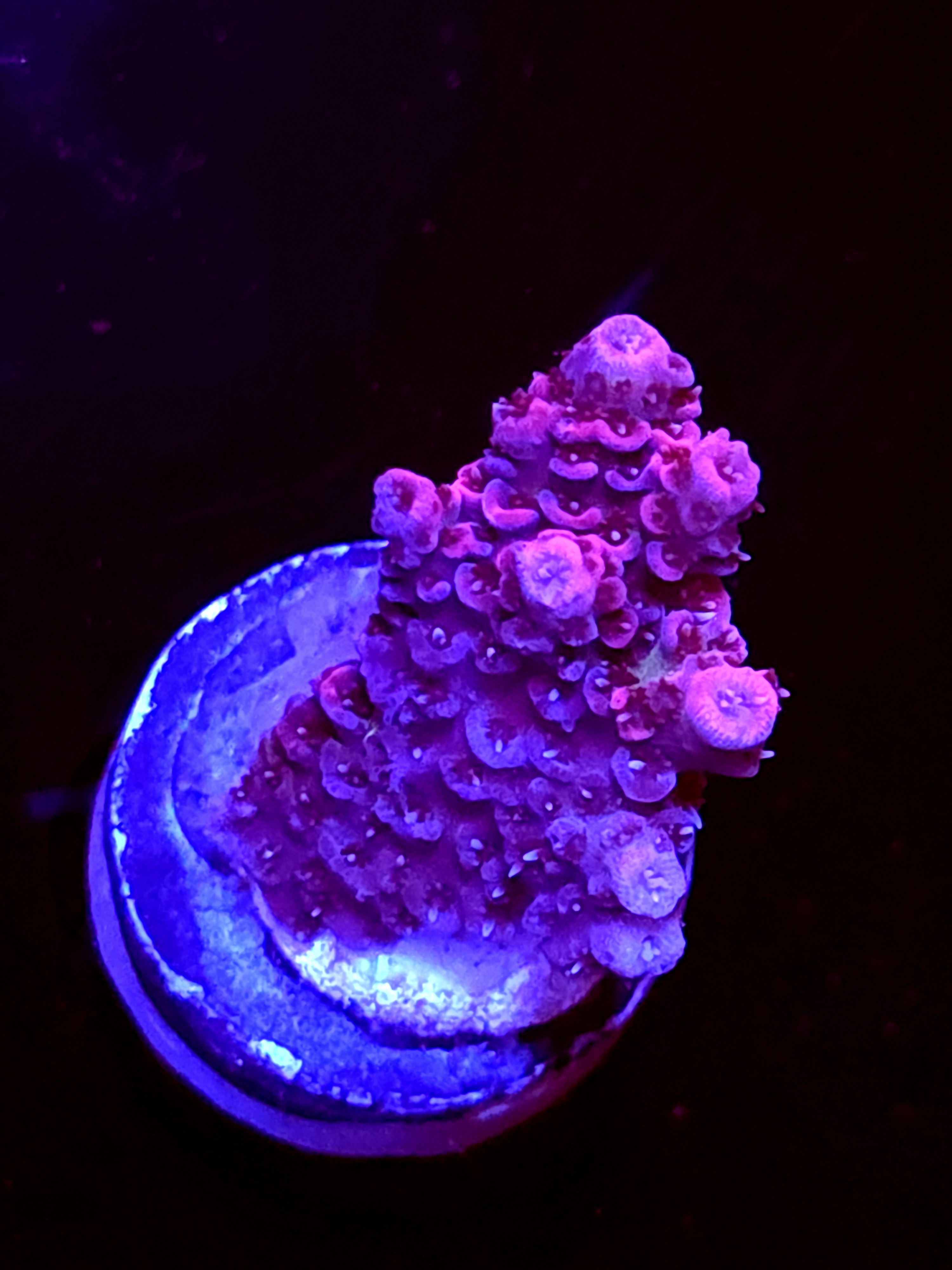 SBB "Mystery Signature" Acro Small