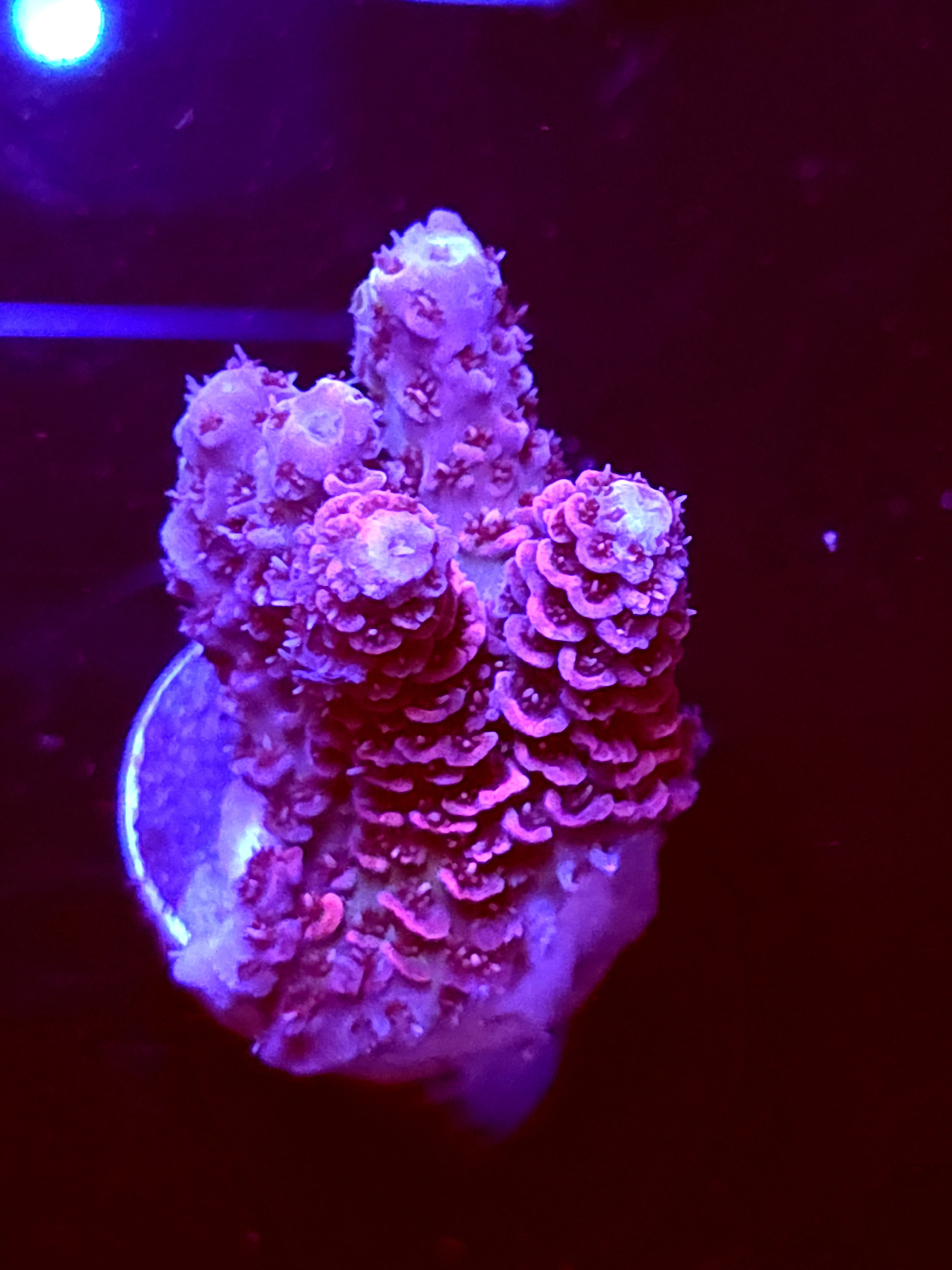 SBB "Bubble Twist" Acro Medium 3 Branch