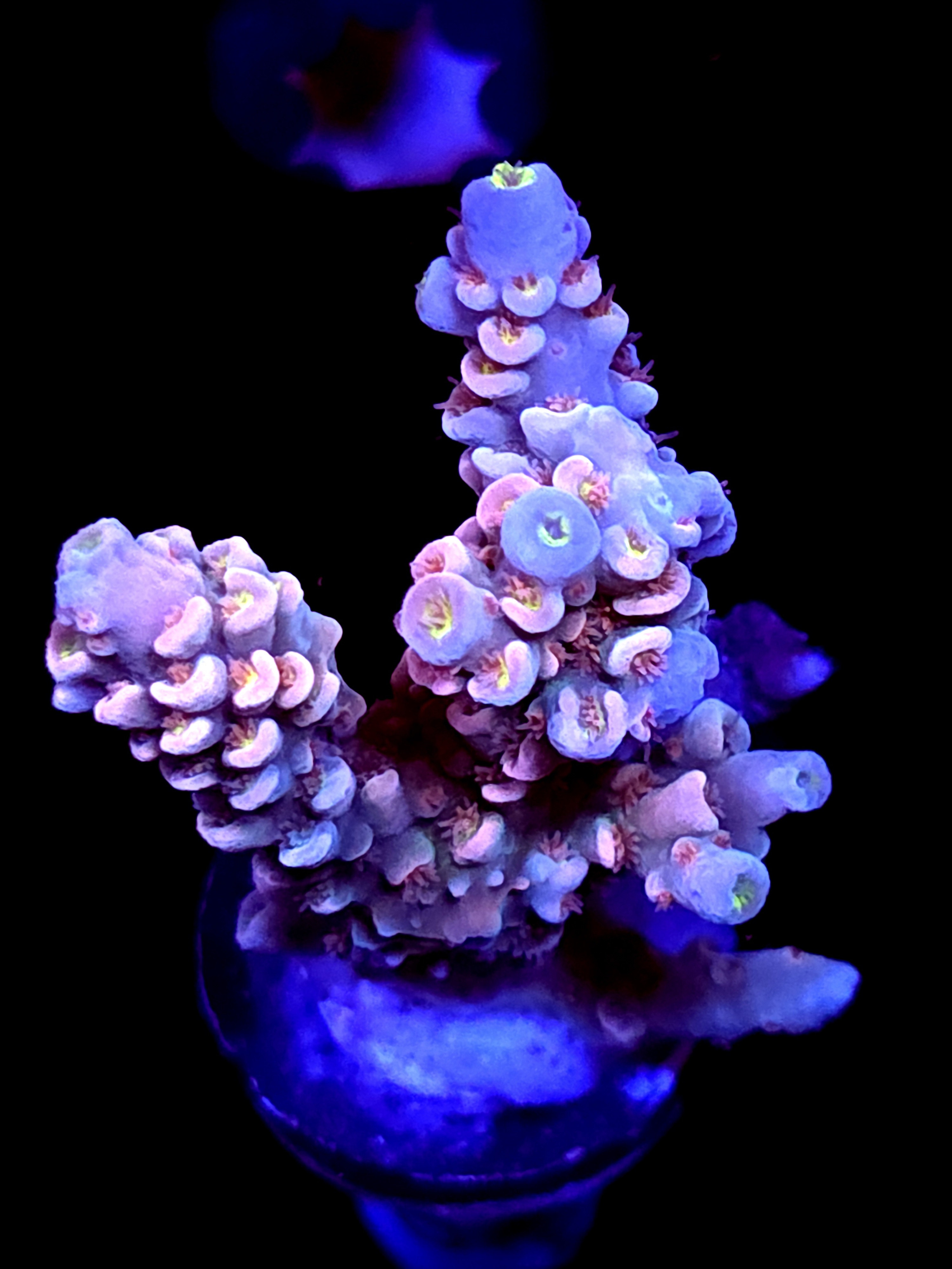 SBB "Nectar Pop" Acro Large Multibranch