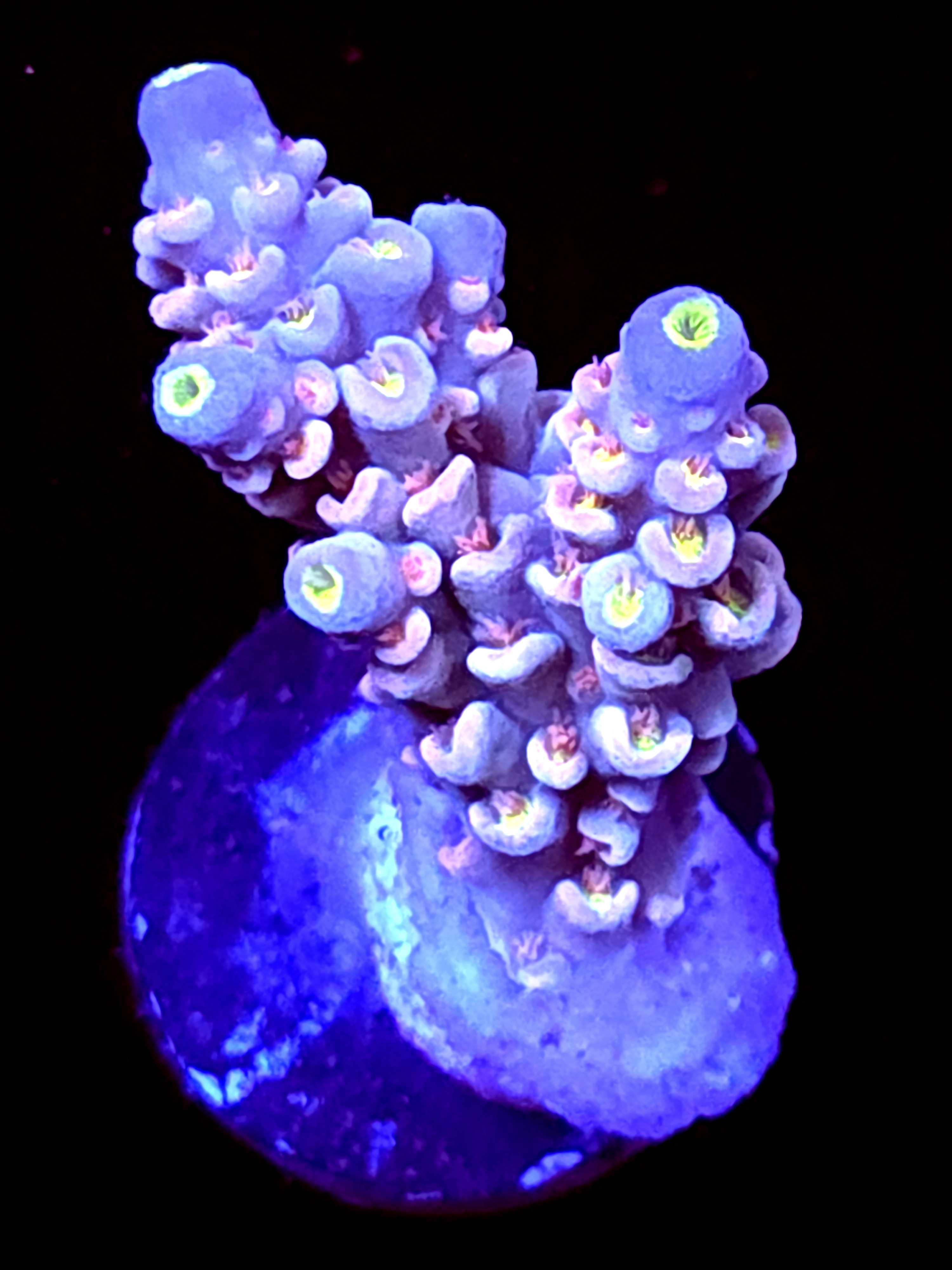 SBB "Nectar Pop" Acro Medium 2 Branch