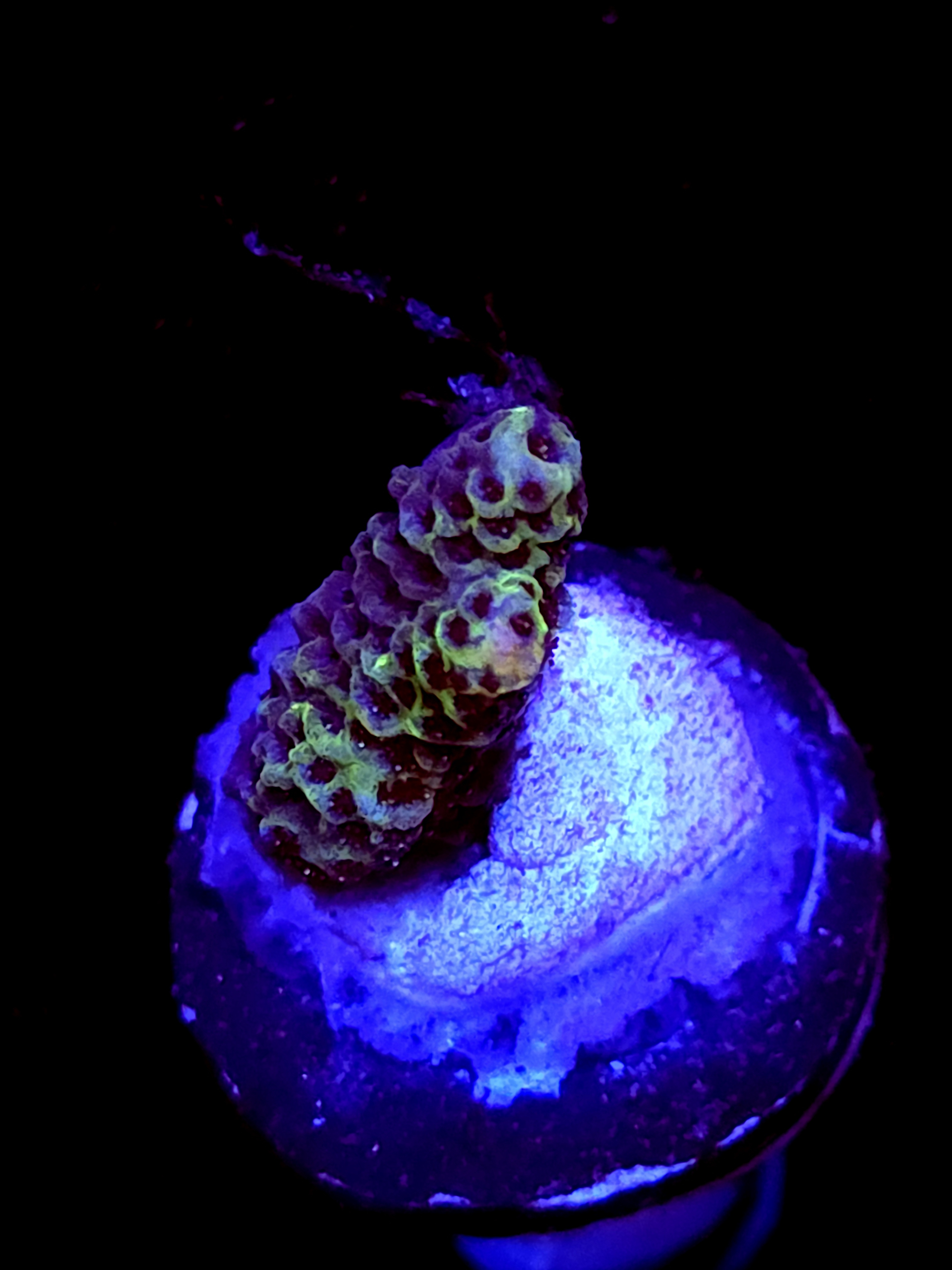 SBB "Lollipop Reef" Acro Small