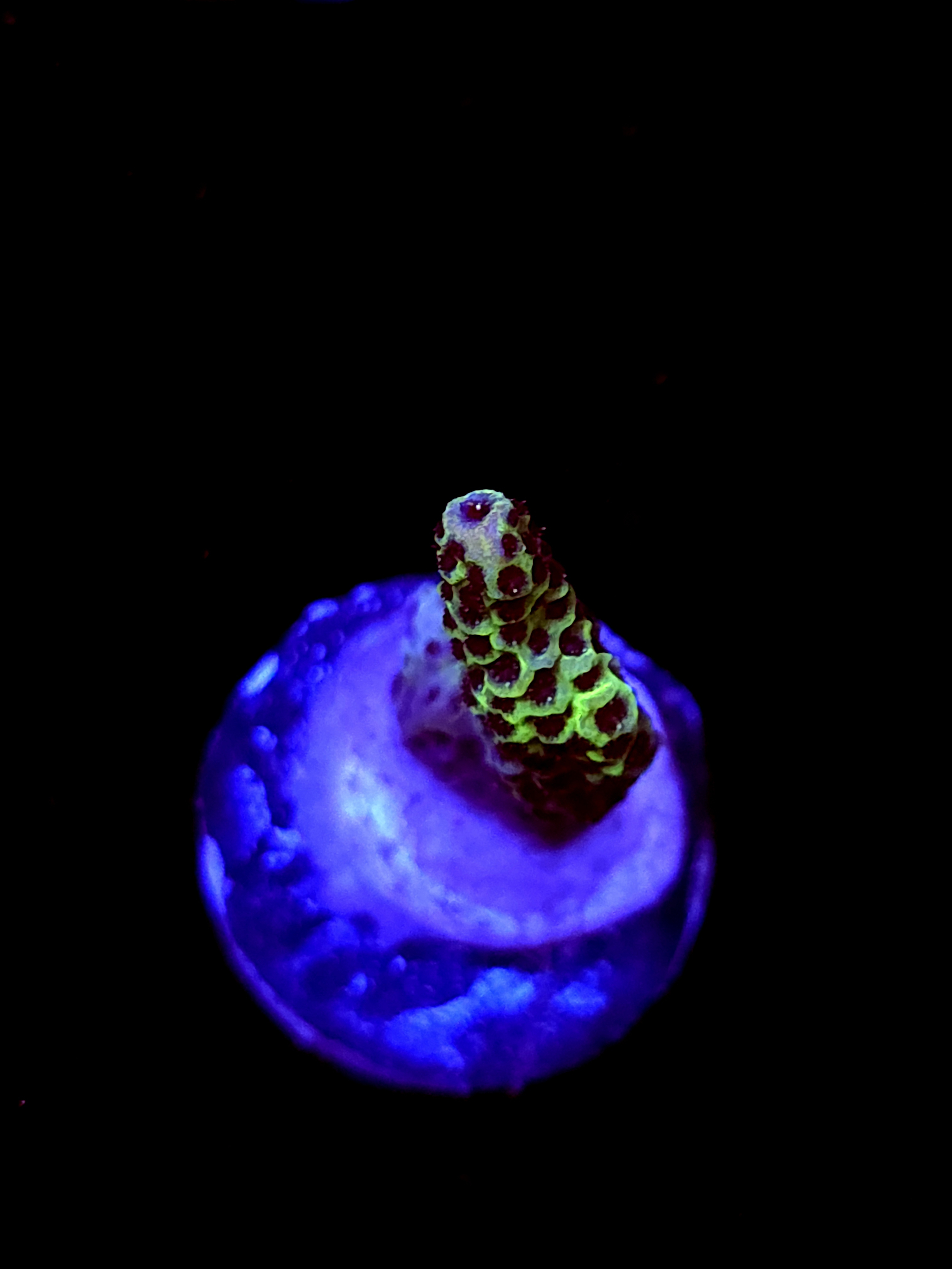 SBB "Mystery Signature" Acro Small