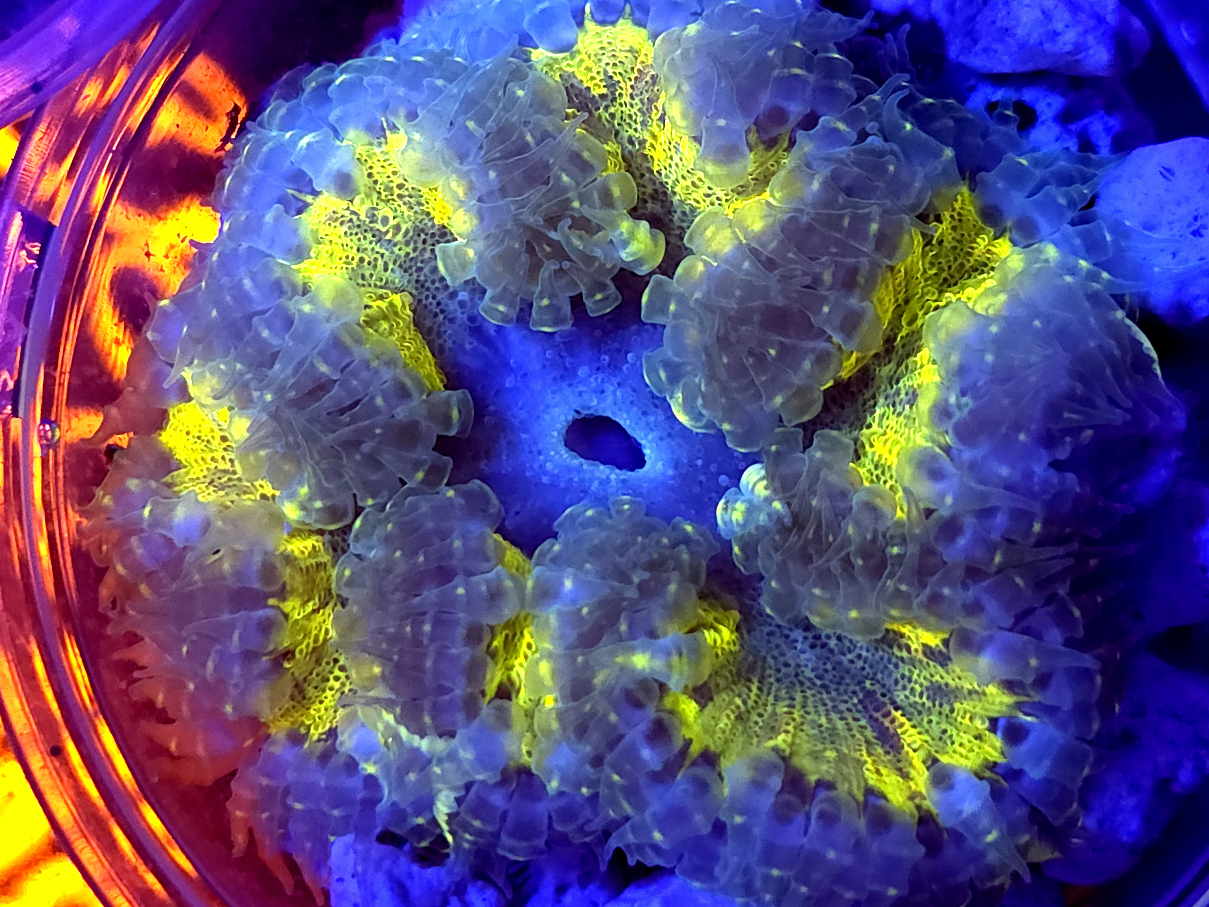 SBB " Yellow  cente Rock Flower