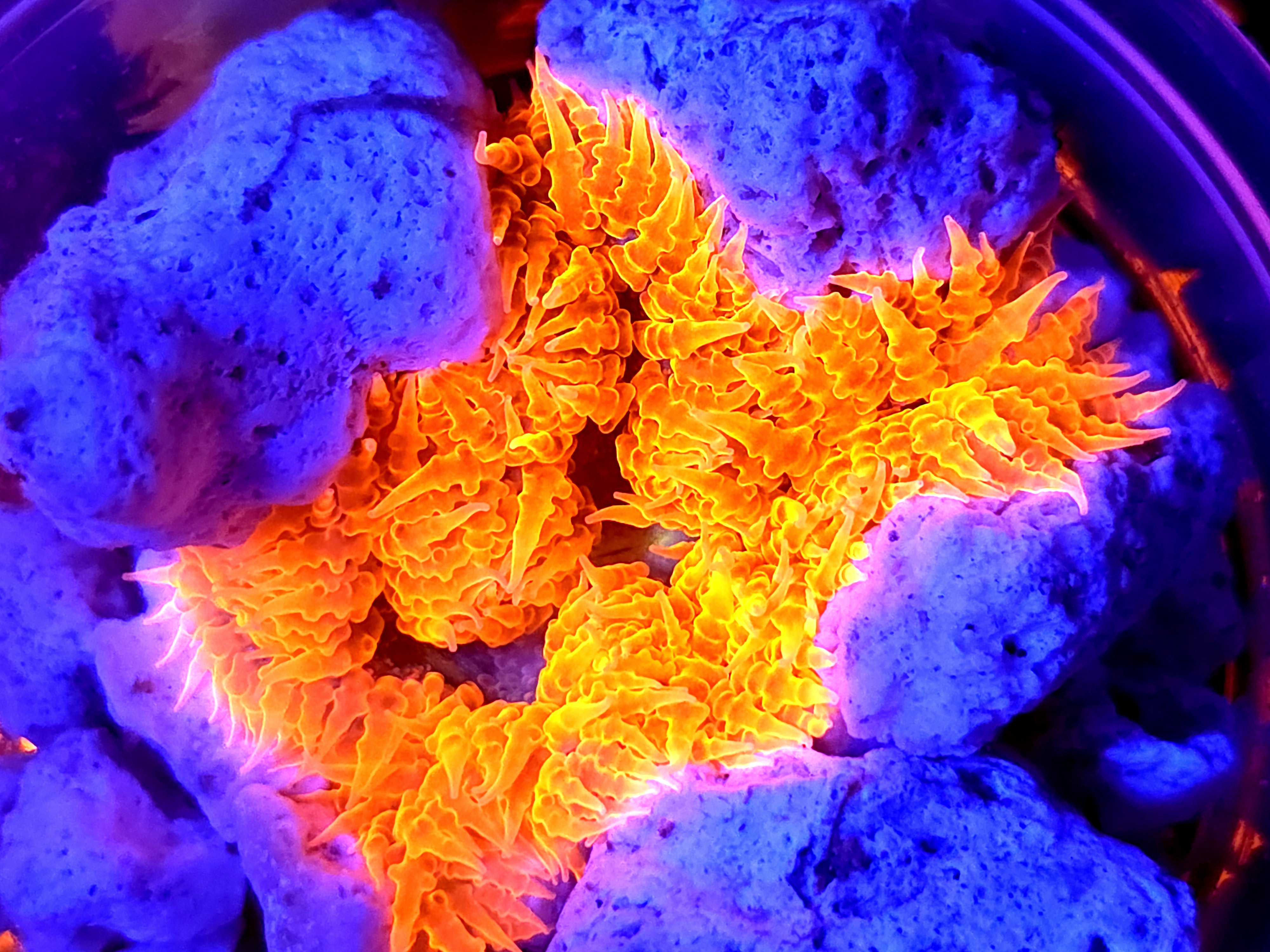 SBB " Red Skirt' Rock Flower