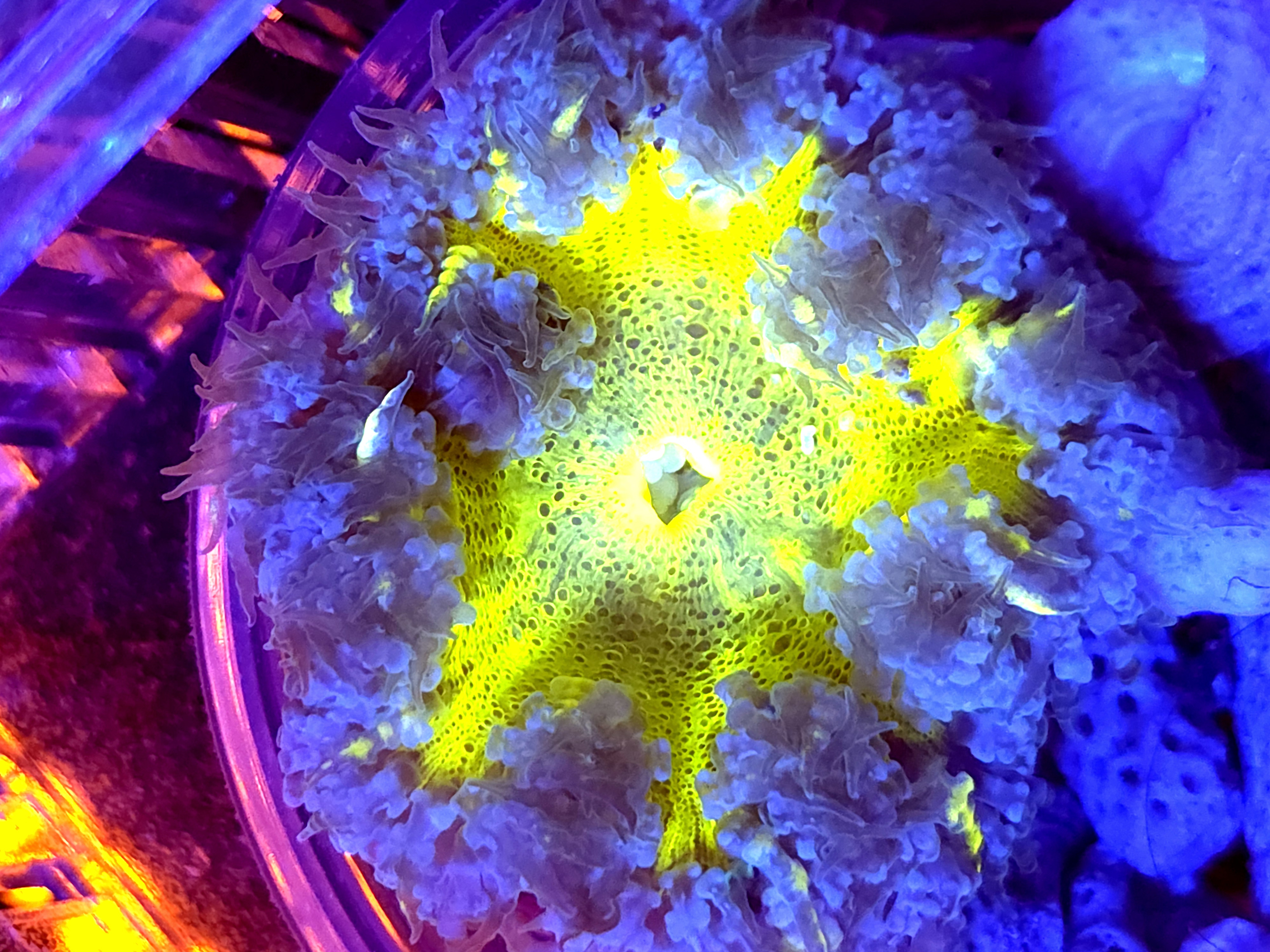 SBB " yellow Center" Rock Flower