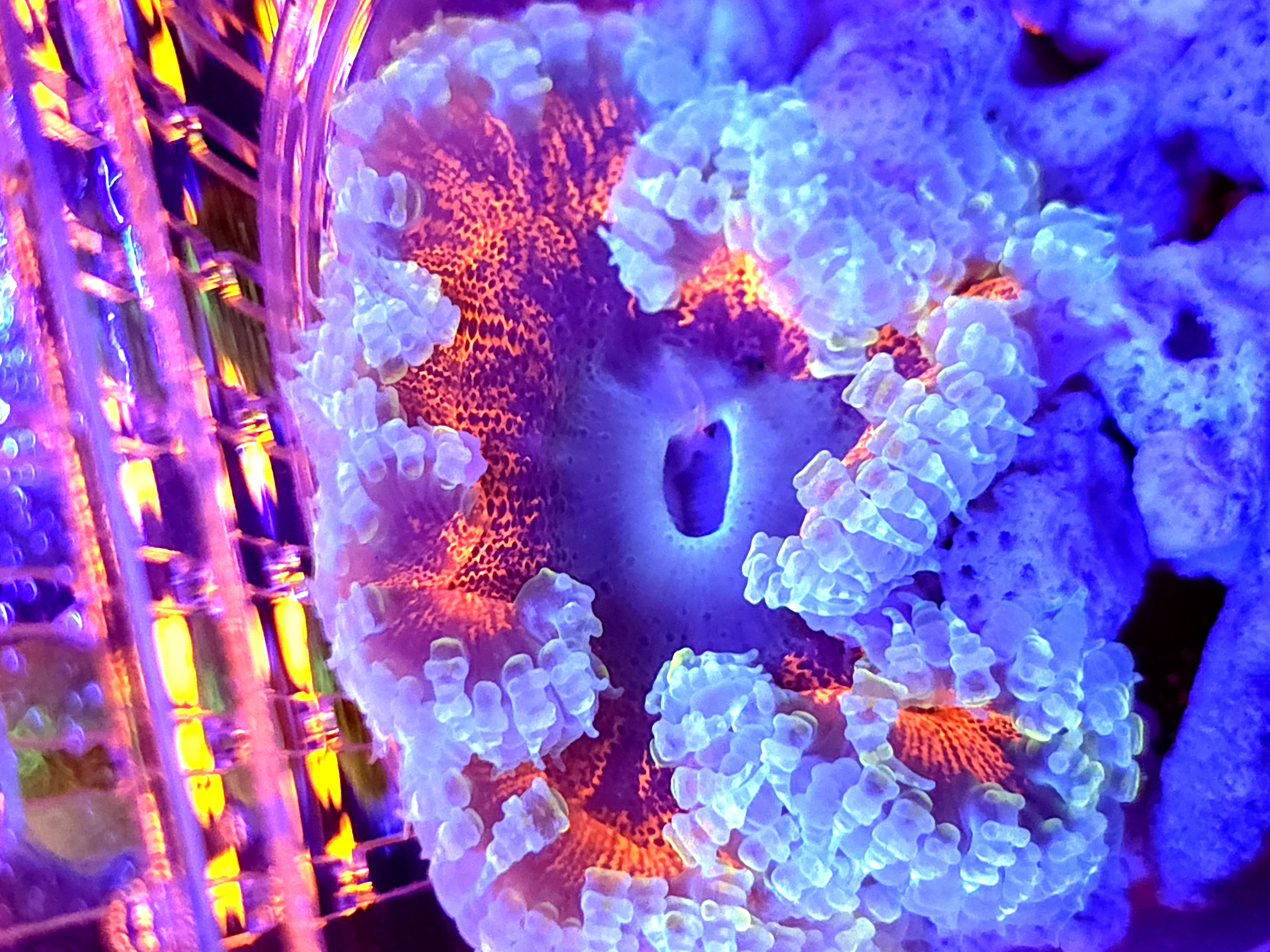 SBB DeadPool Center Rock flower